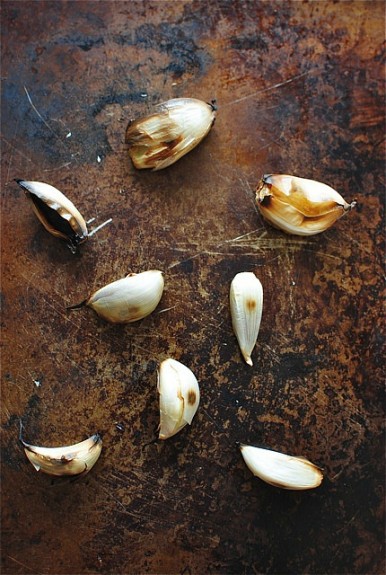 shells2