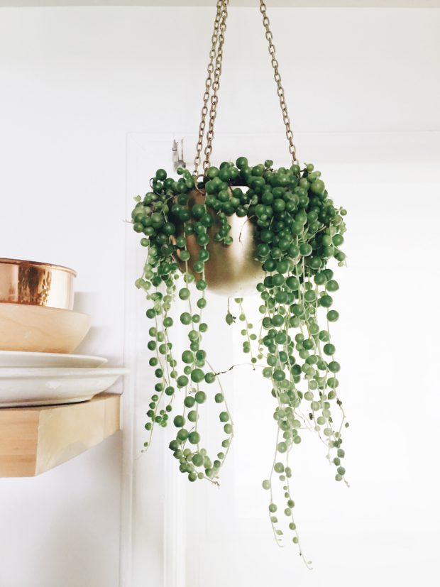 String of Pearls hanging plant