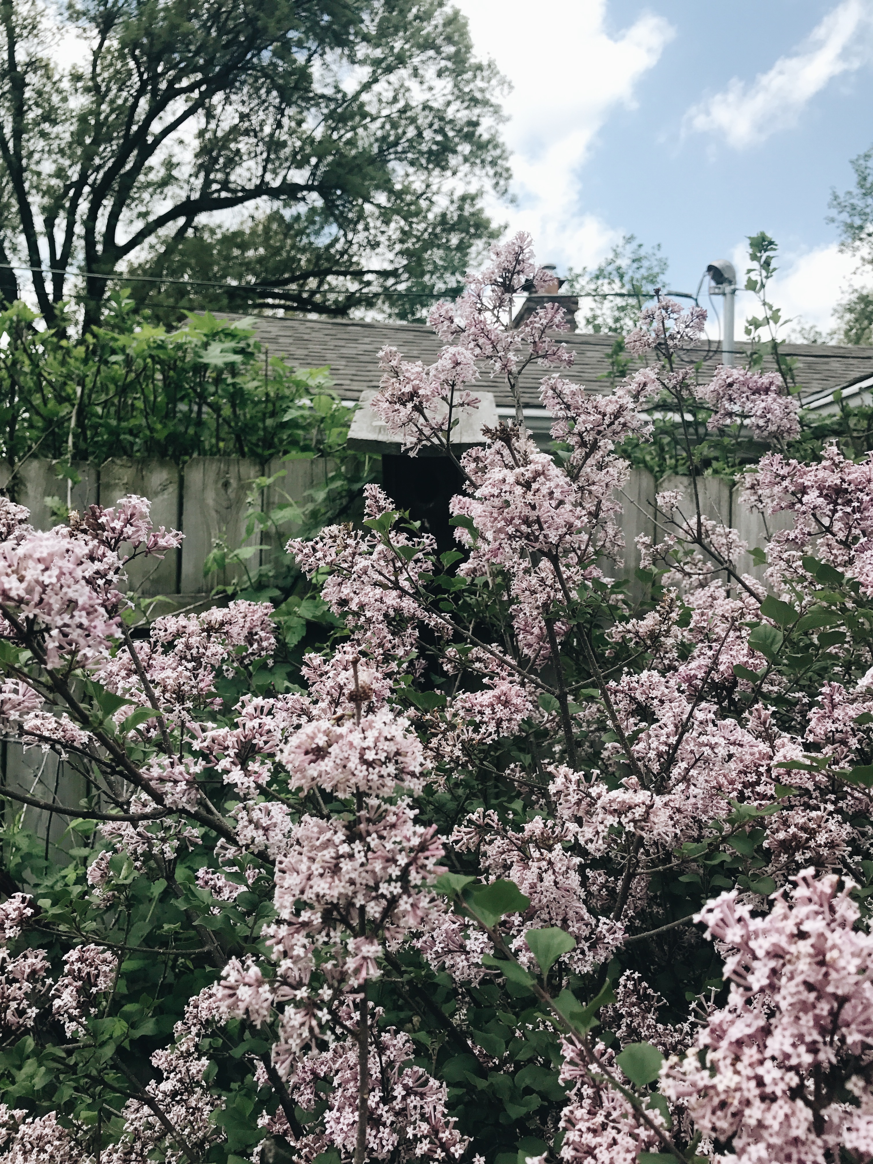 backyard tinkerbell lilacs