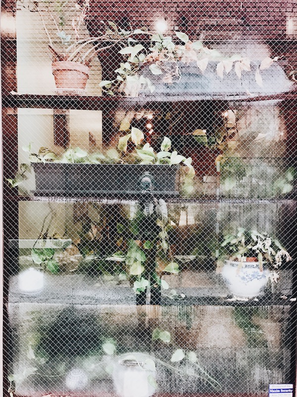 Reflection with plants