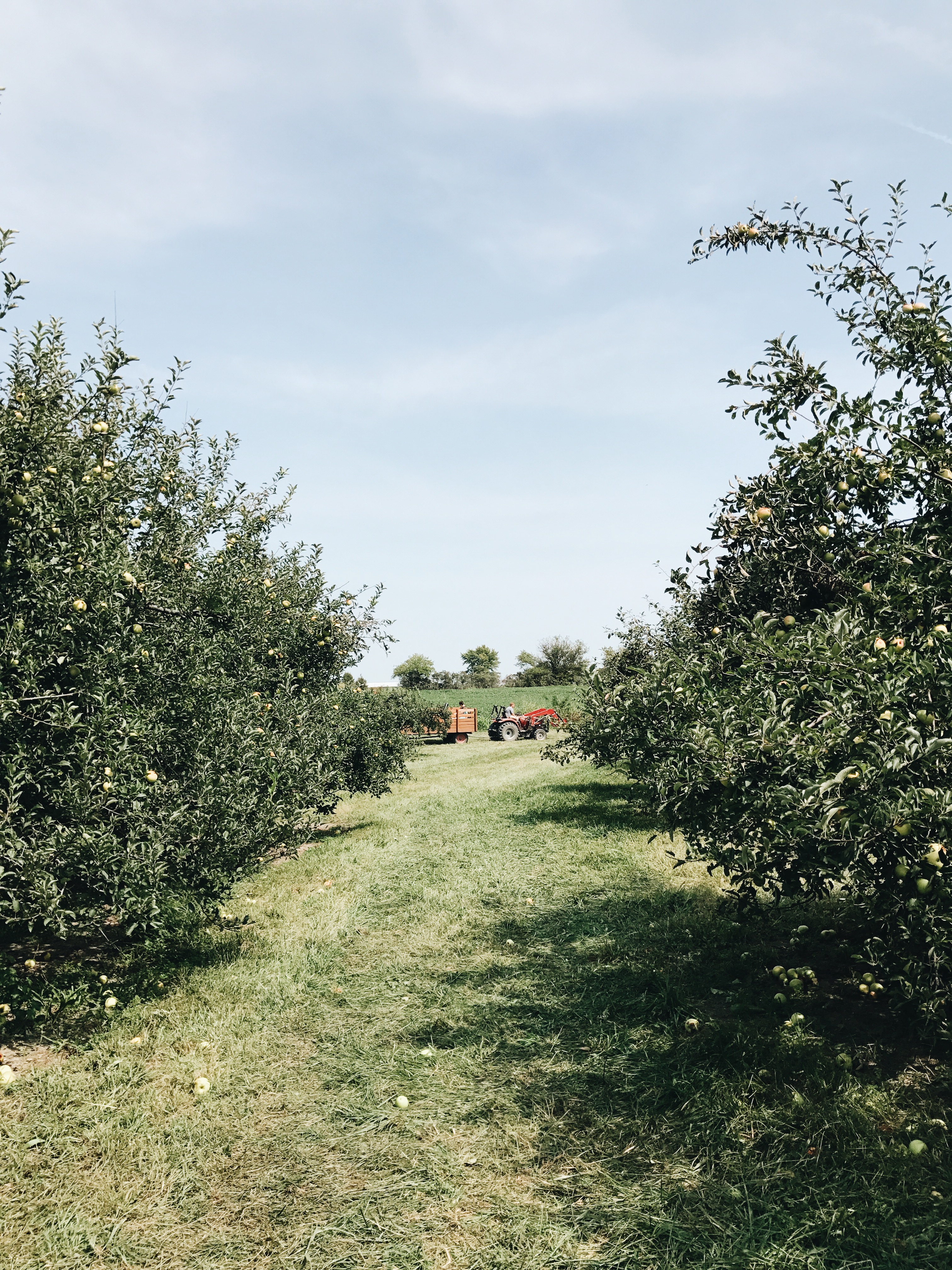 cider hill apple orchard