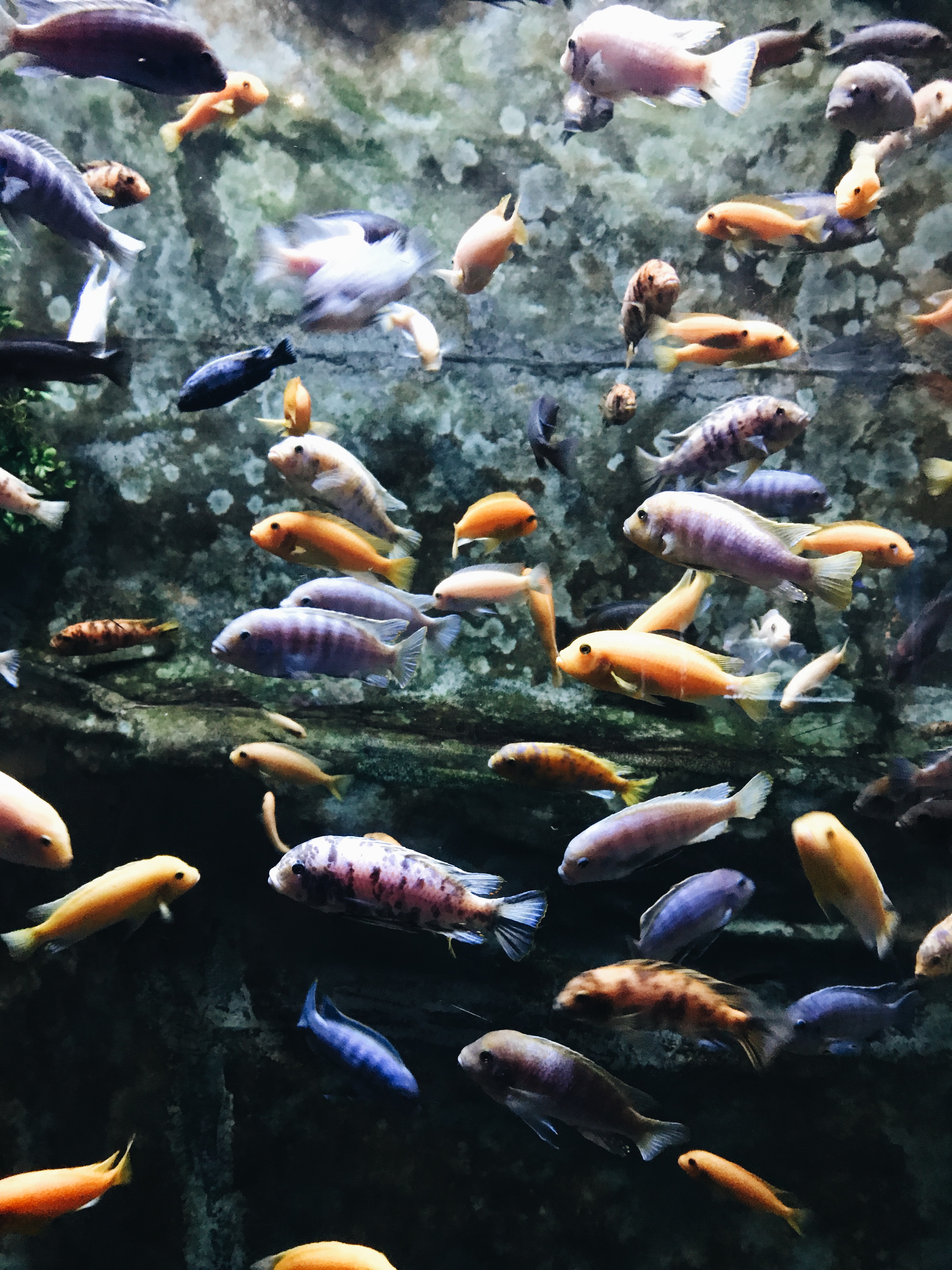 fish at mystic aquarium