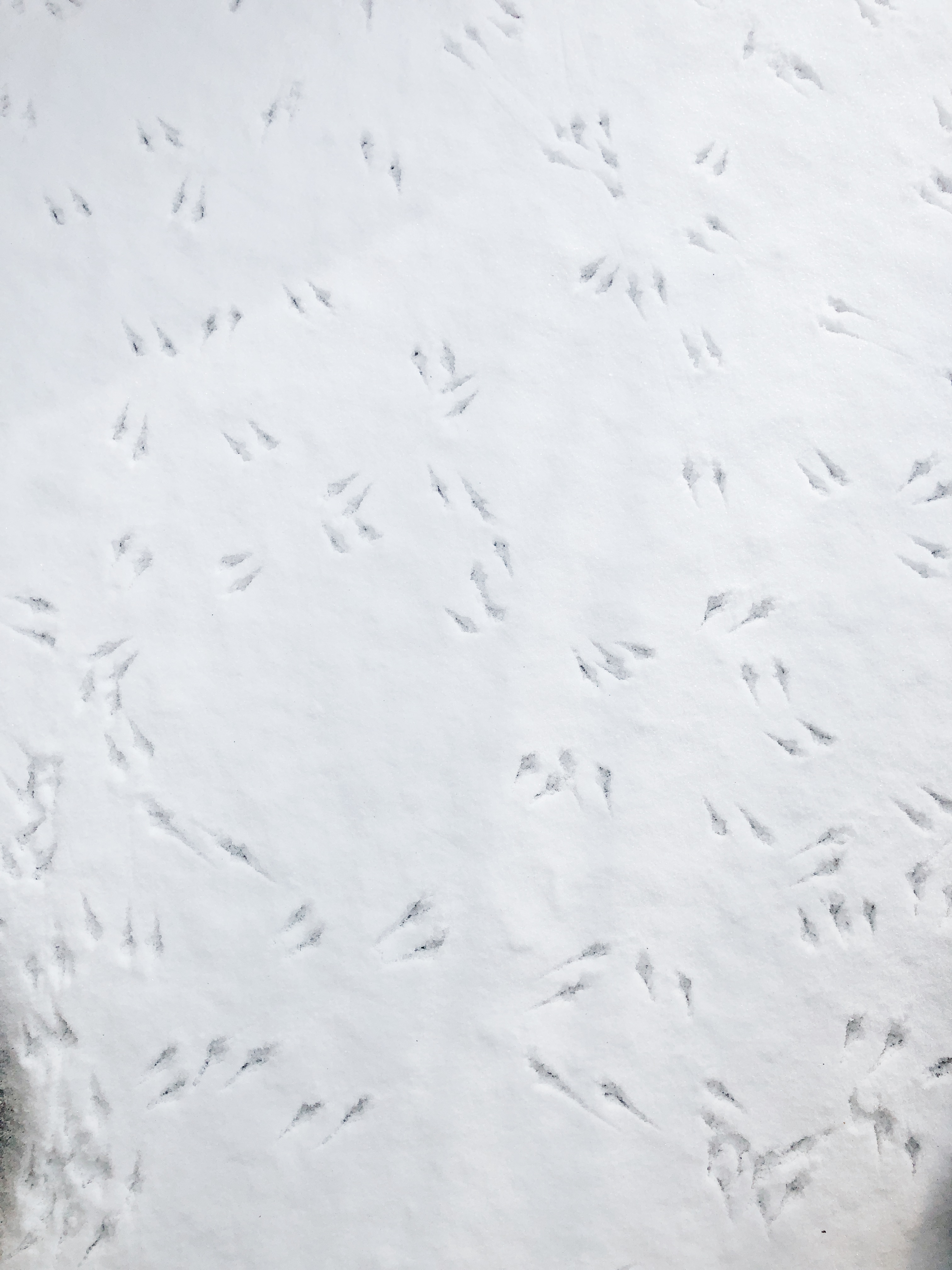 bird tracks in the snow