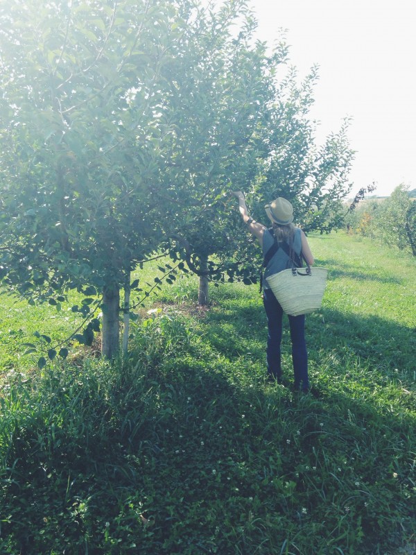 Apple Orchard Trip