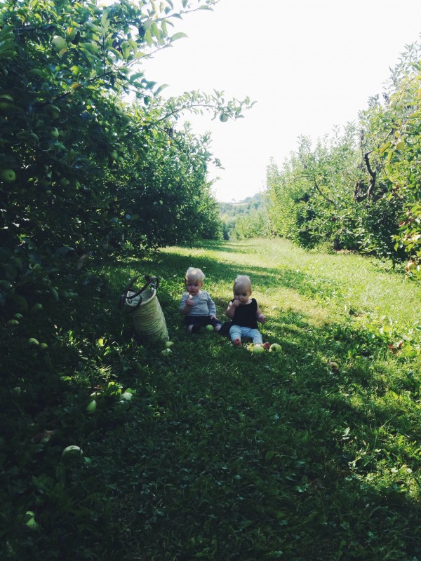 Apple Orchard Trip