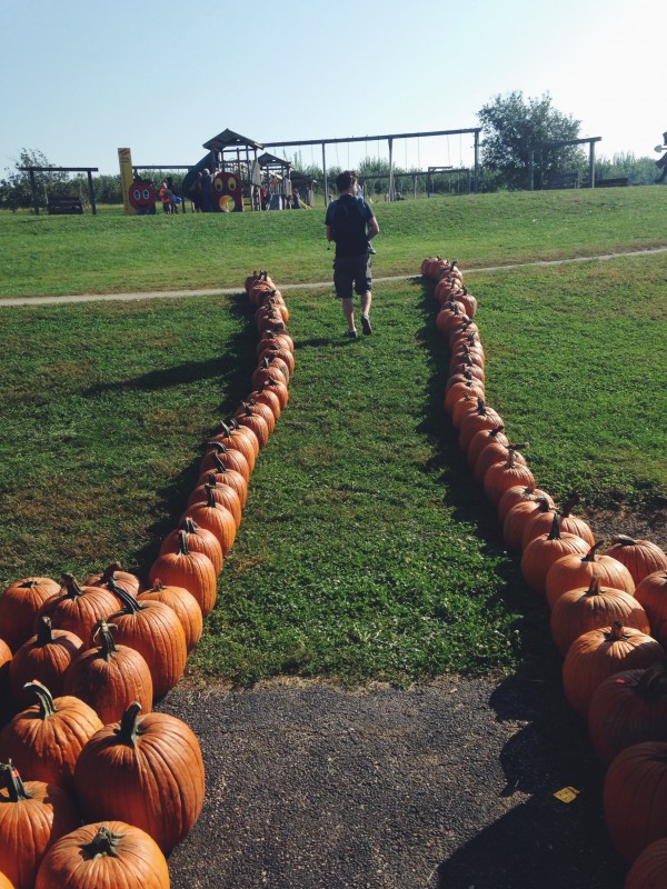 Apple Orchard Trip