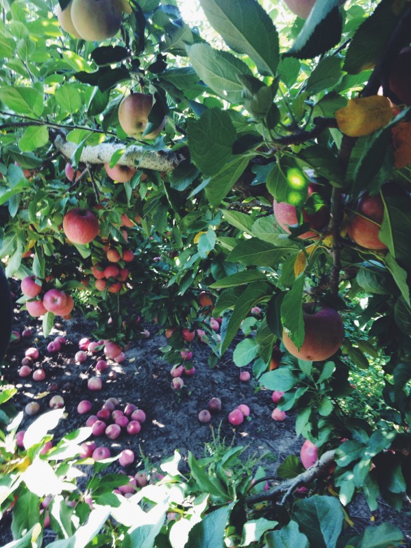 Apple Orchard Trip