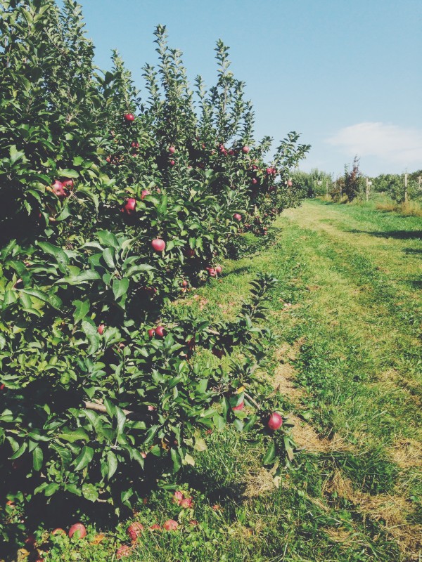 Apple Orchard Trip