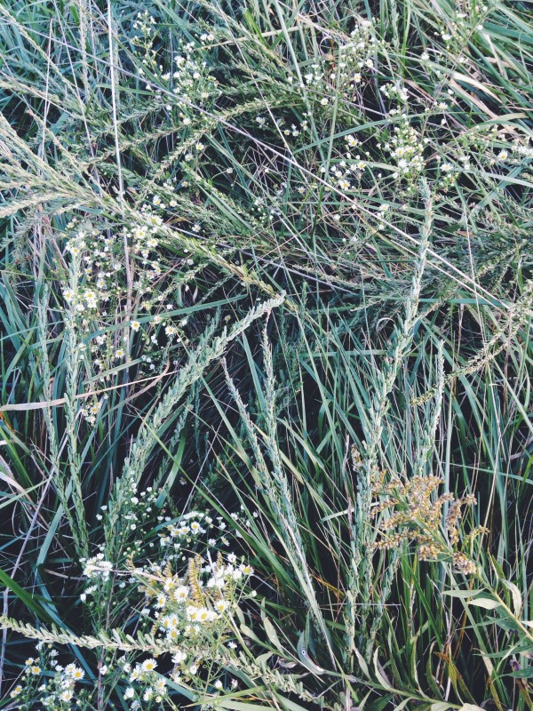 Friday Flotsam Field Flowers