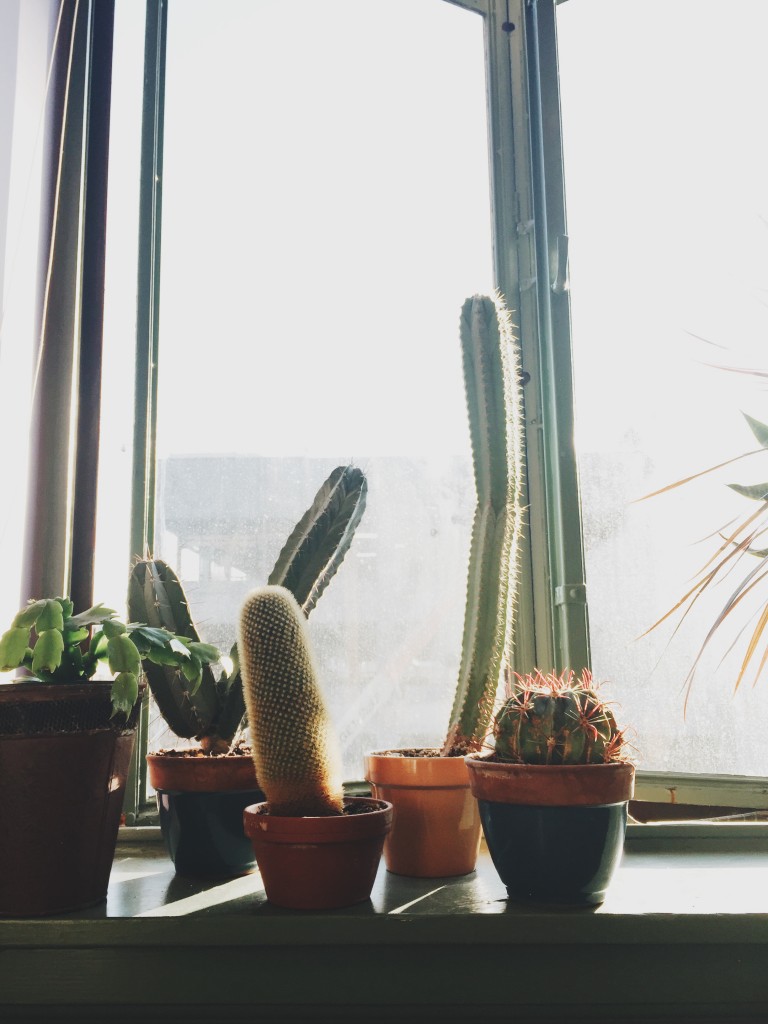 Friday Flotsam - cactus in dentist chair