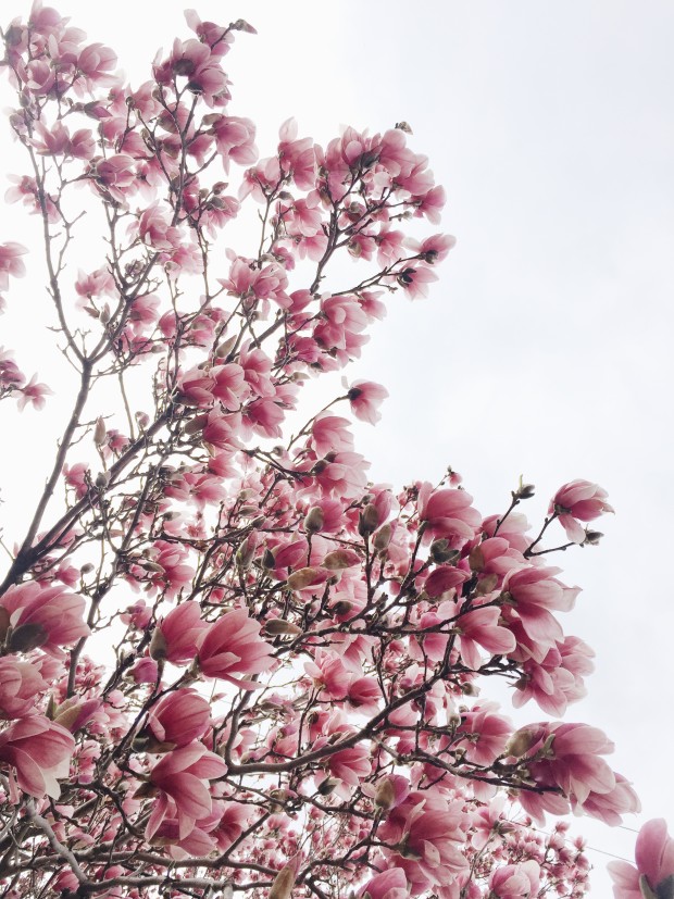 Tulip Trees in March 