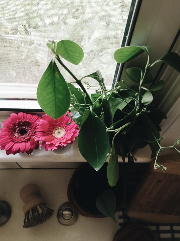 Window sill in the spring