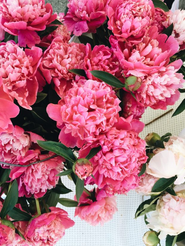 Fayetteville Farmer's Market Peonies