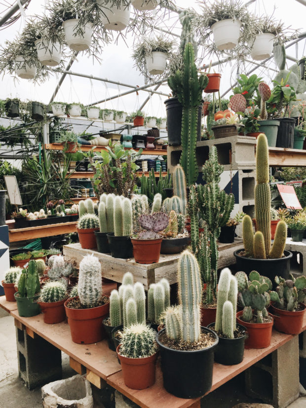 Cactus HEAVEN