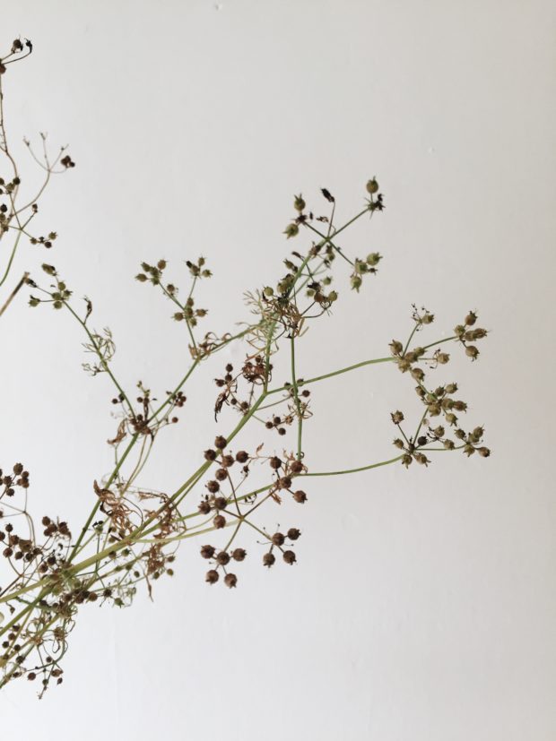 Dried coriander seeds ready to be harvested