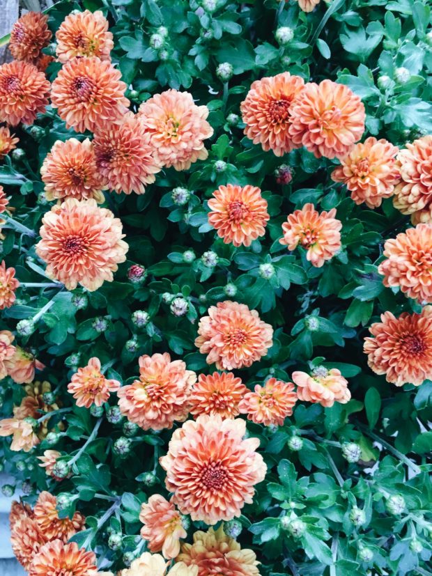 Fall mum