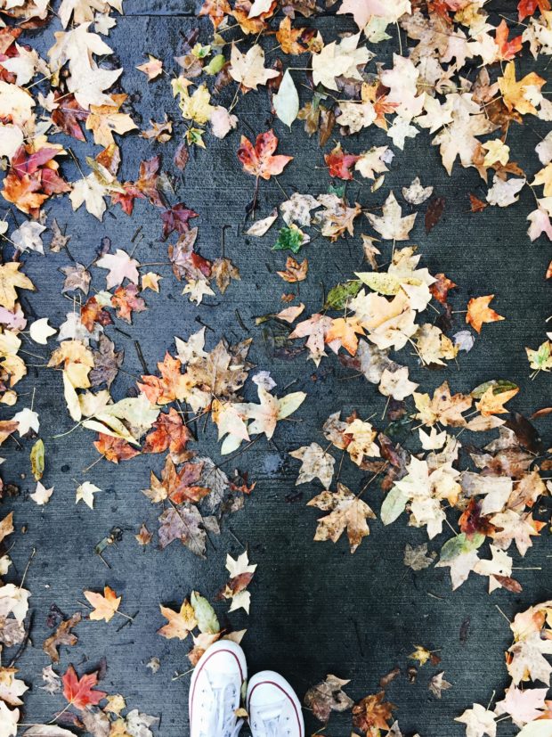 Wet leaves on a fall stroll