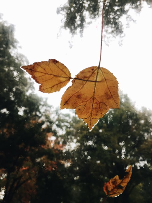 Wet leaves on my windshield