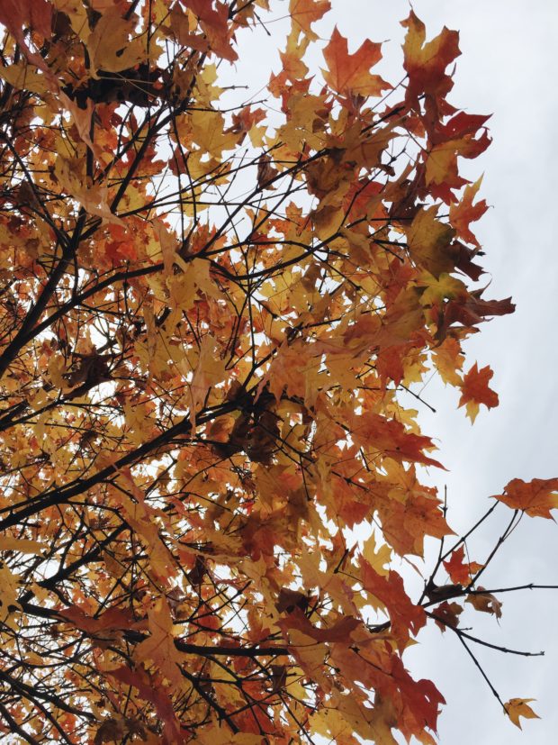 Fall trees