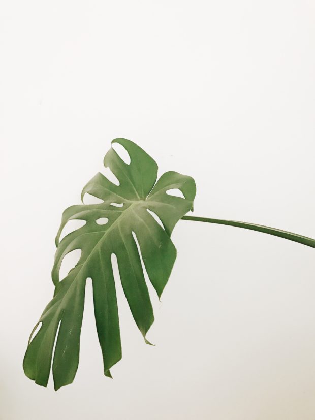 Split-leaf philodendron