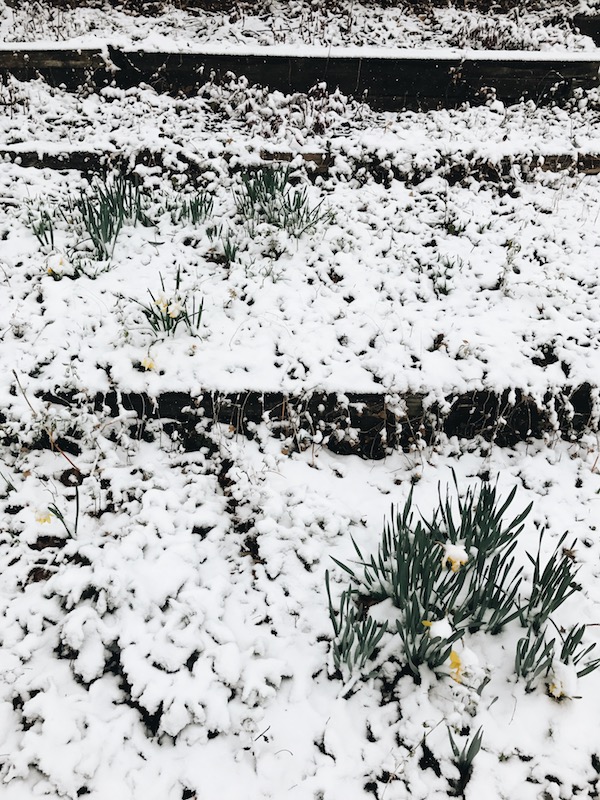 Daffodils in the snow