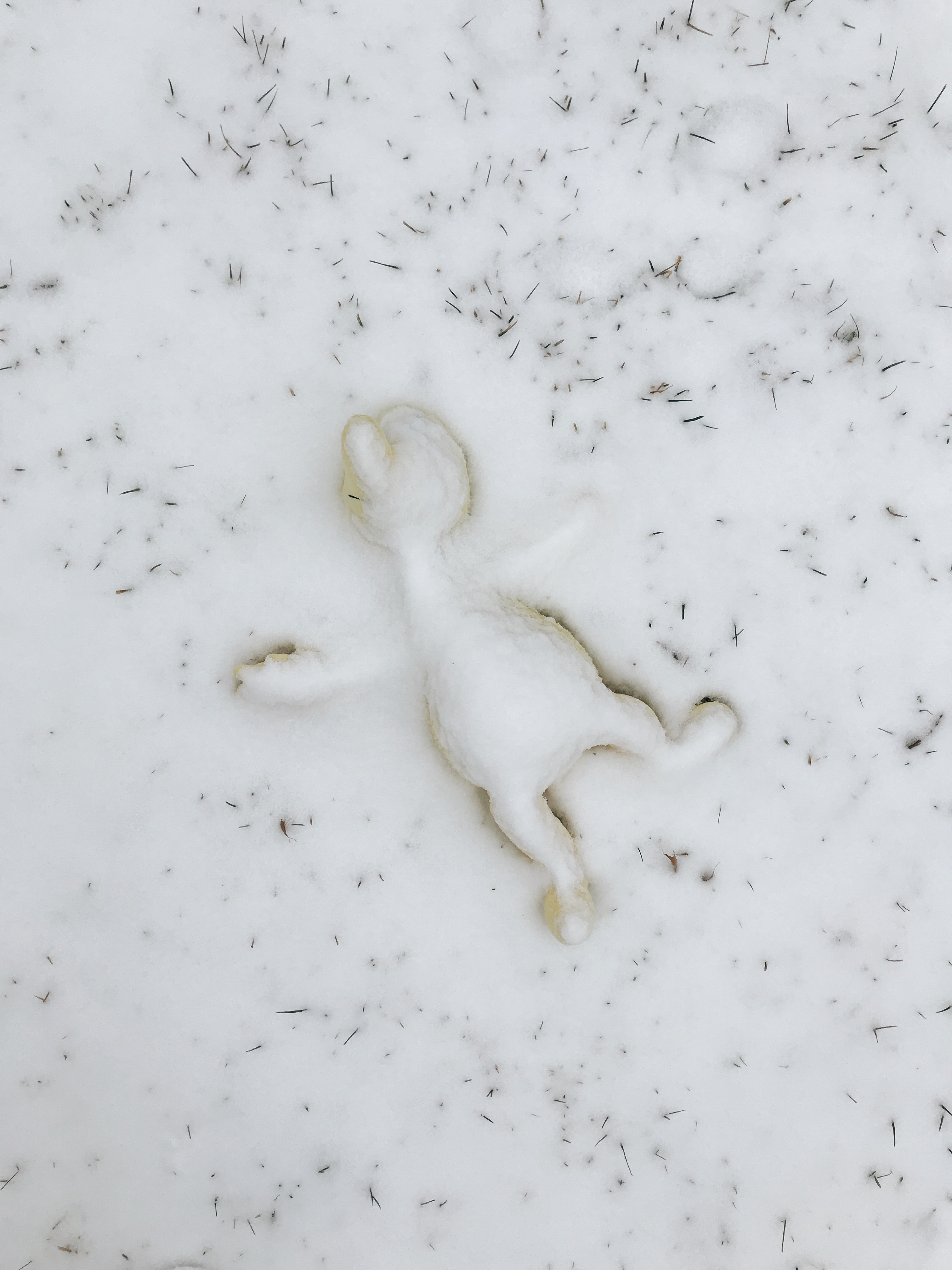 stuffed animal in snow. AHAHAH.