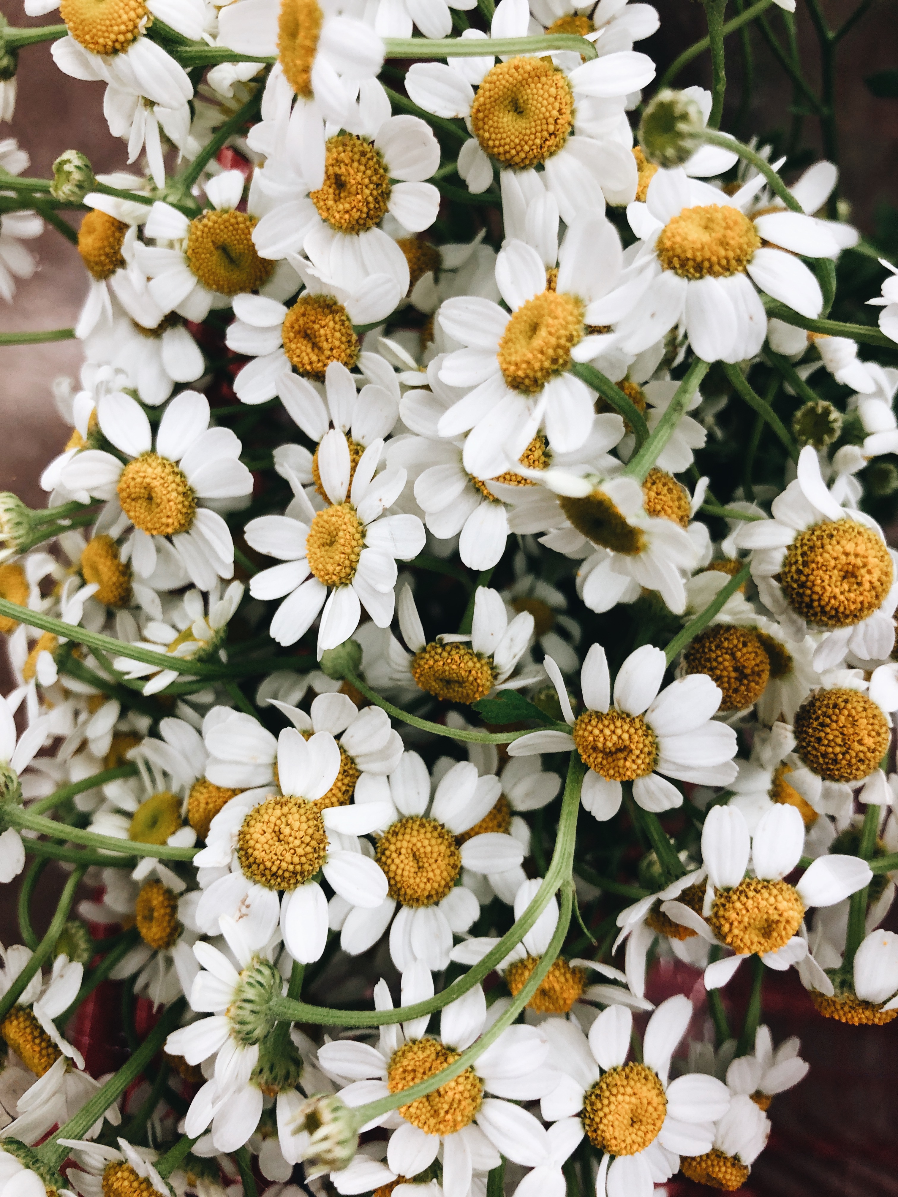 chamomille flowers