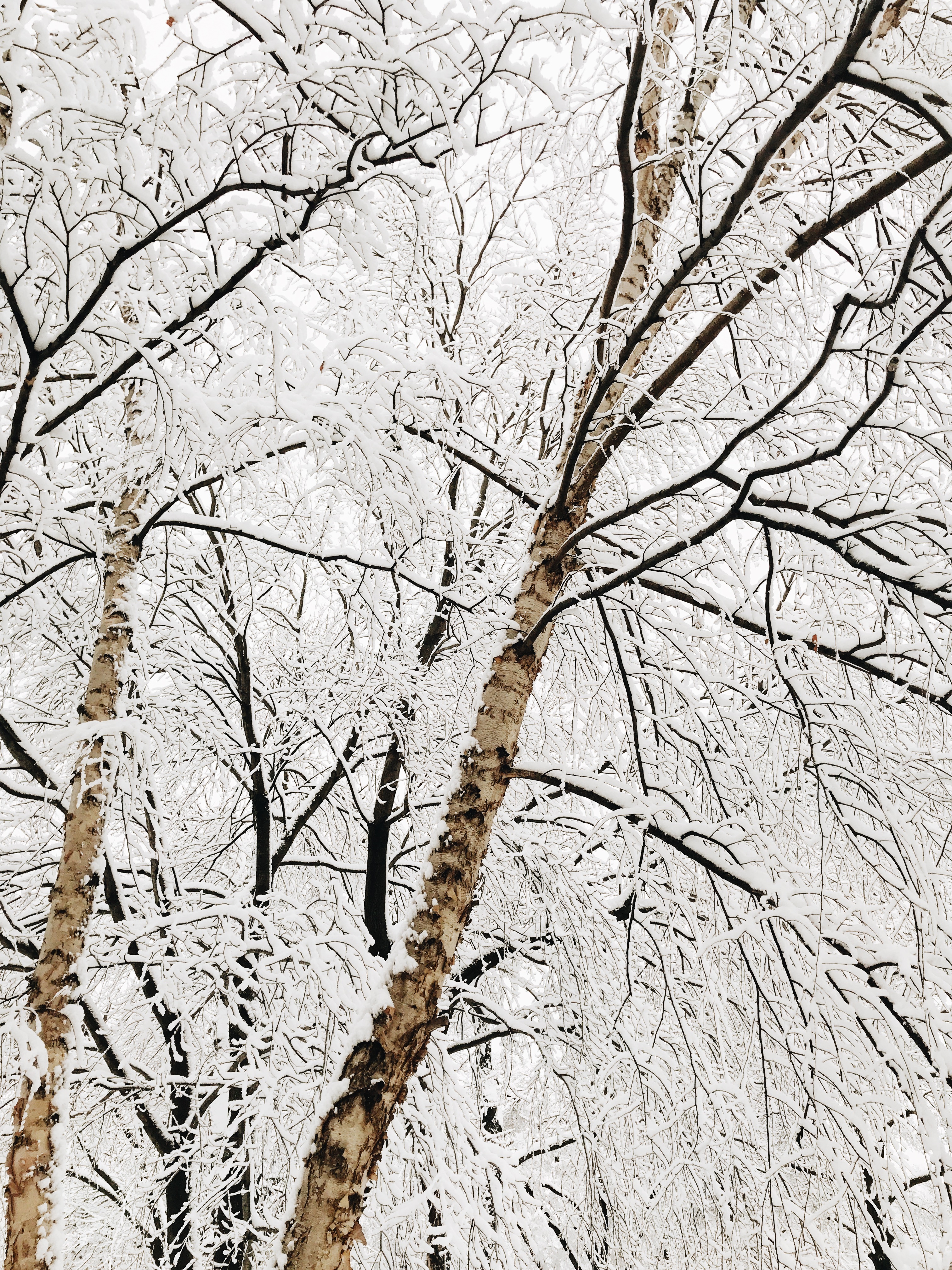 snowy trees