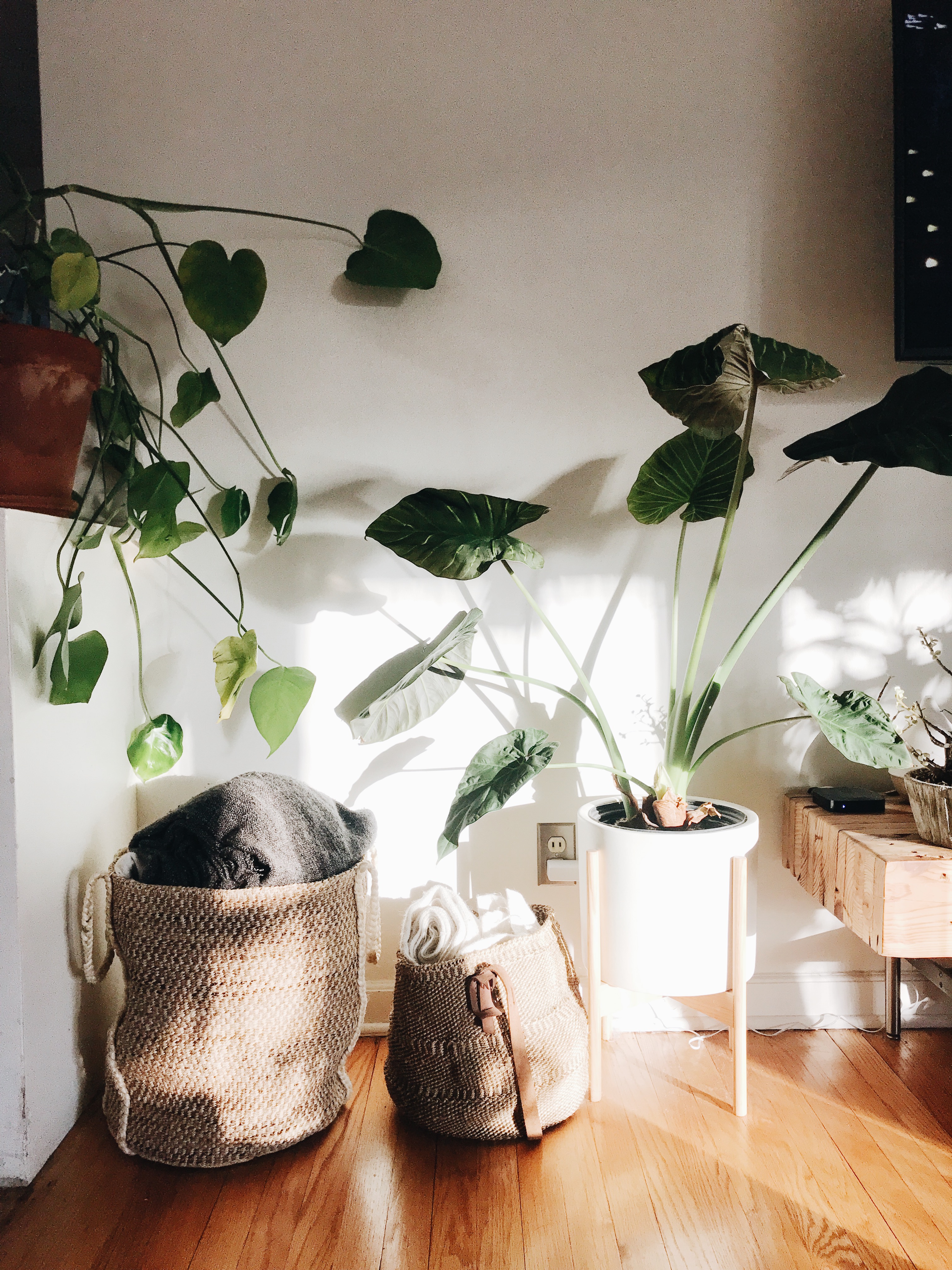 sunlight on baskets