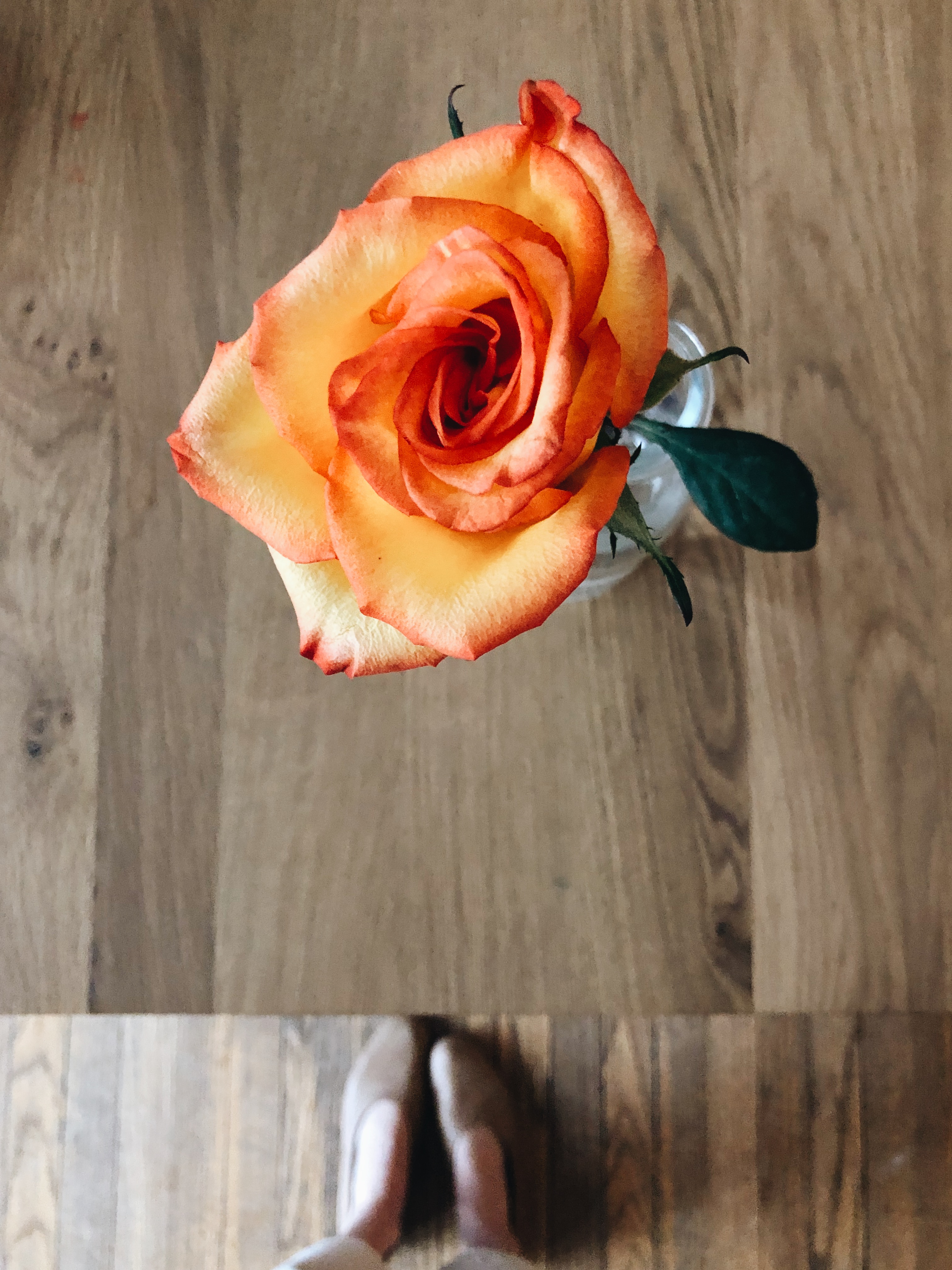 rose and feet