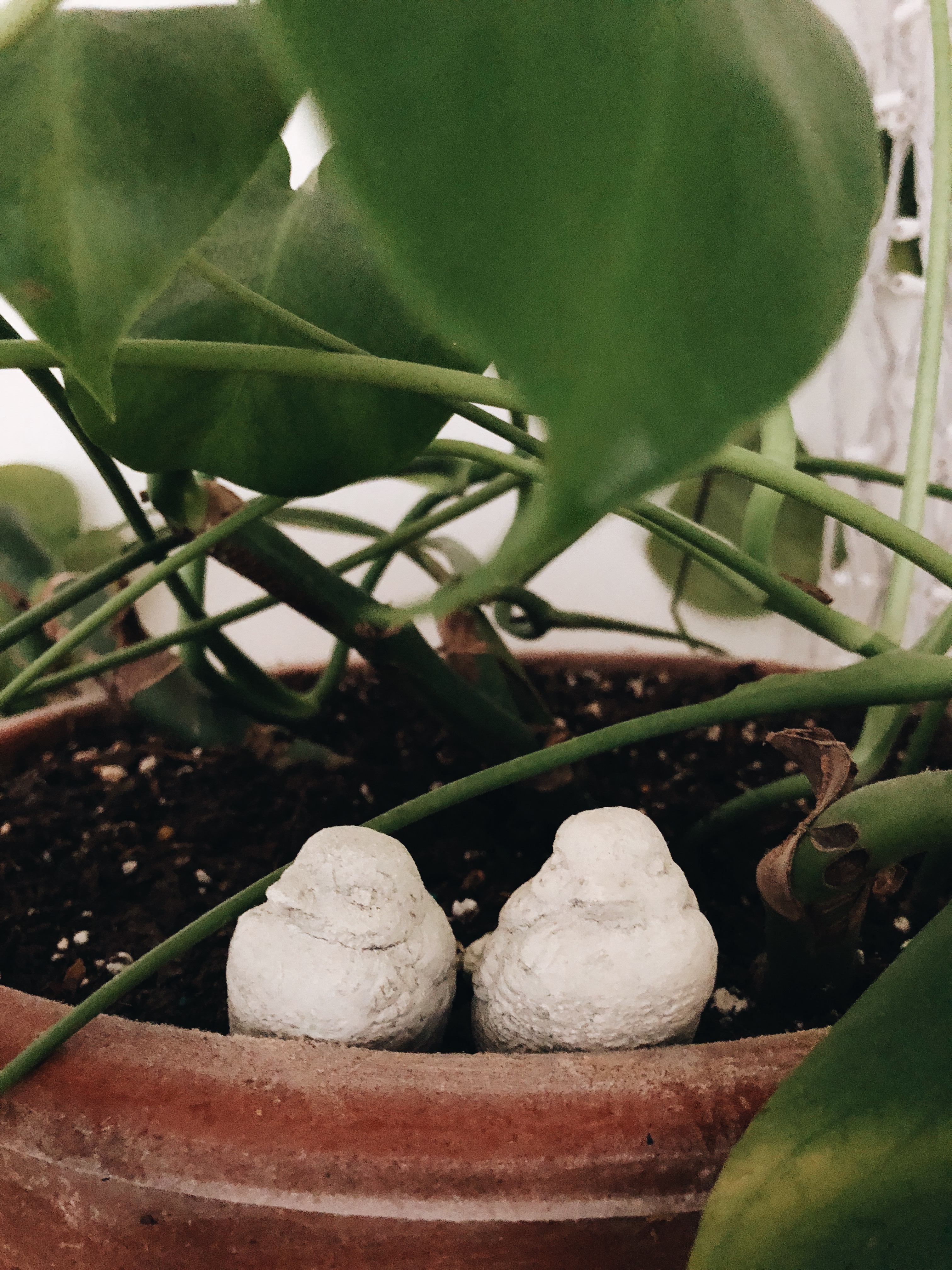 birds in a plant