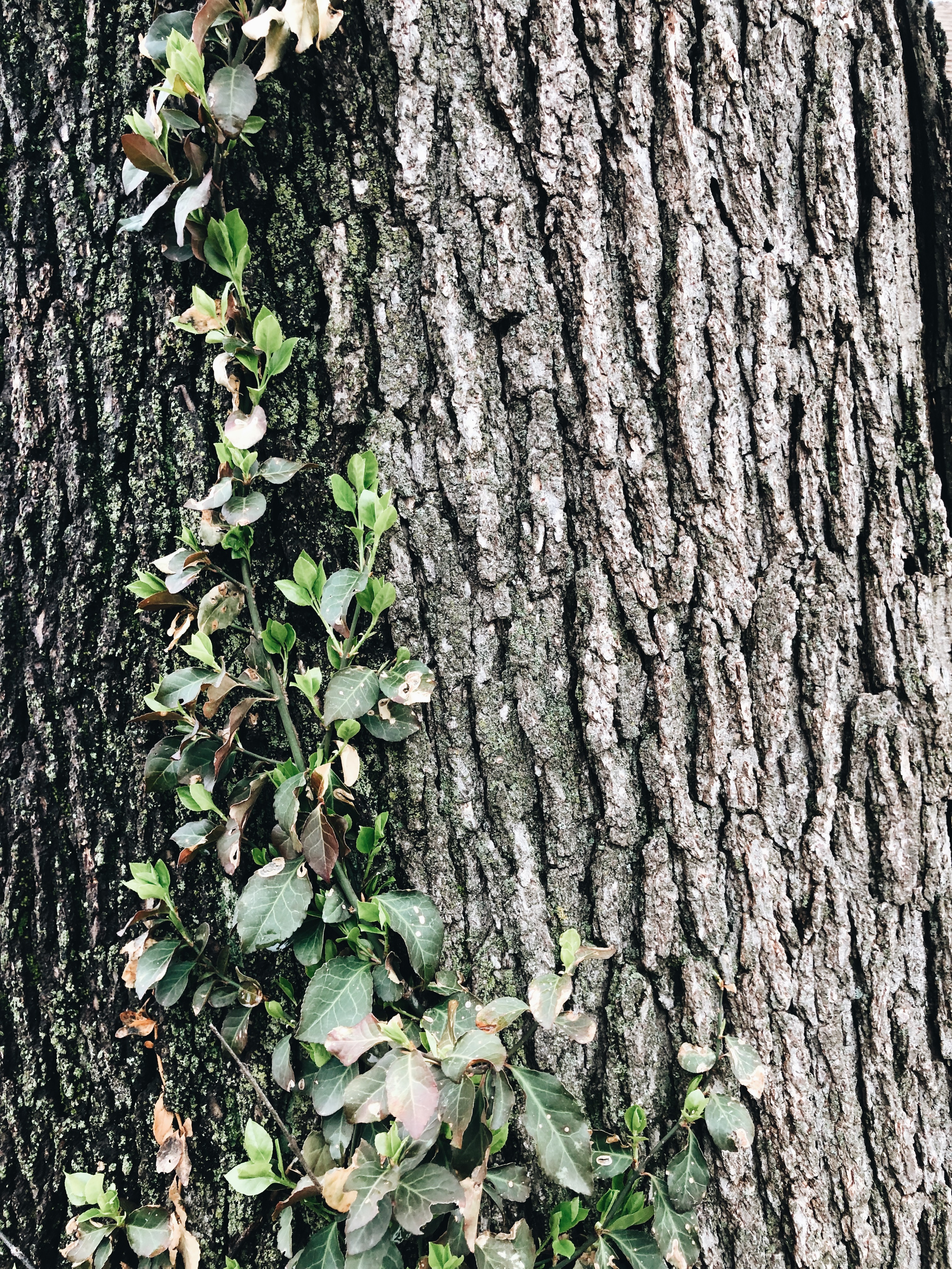 vine on a tree