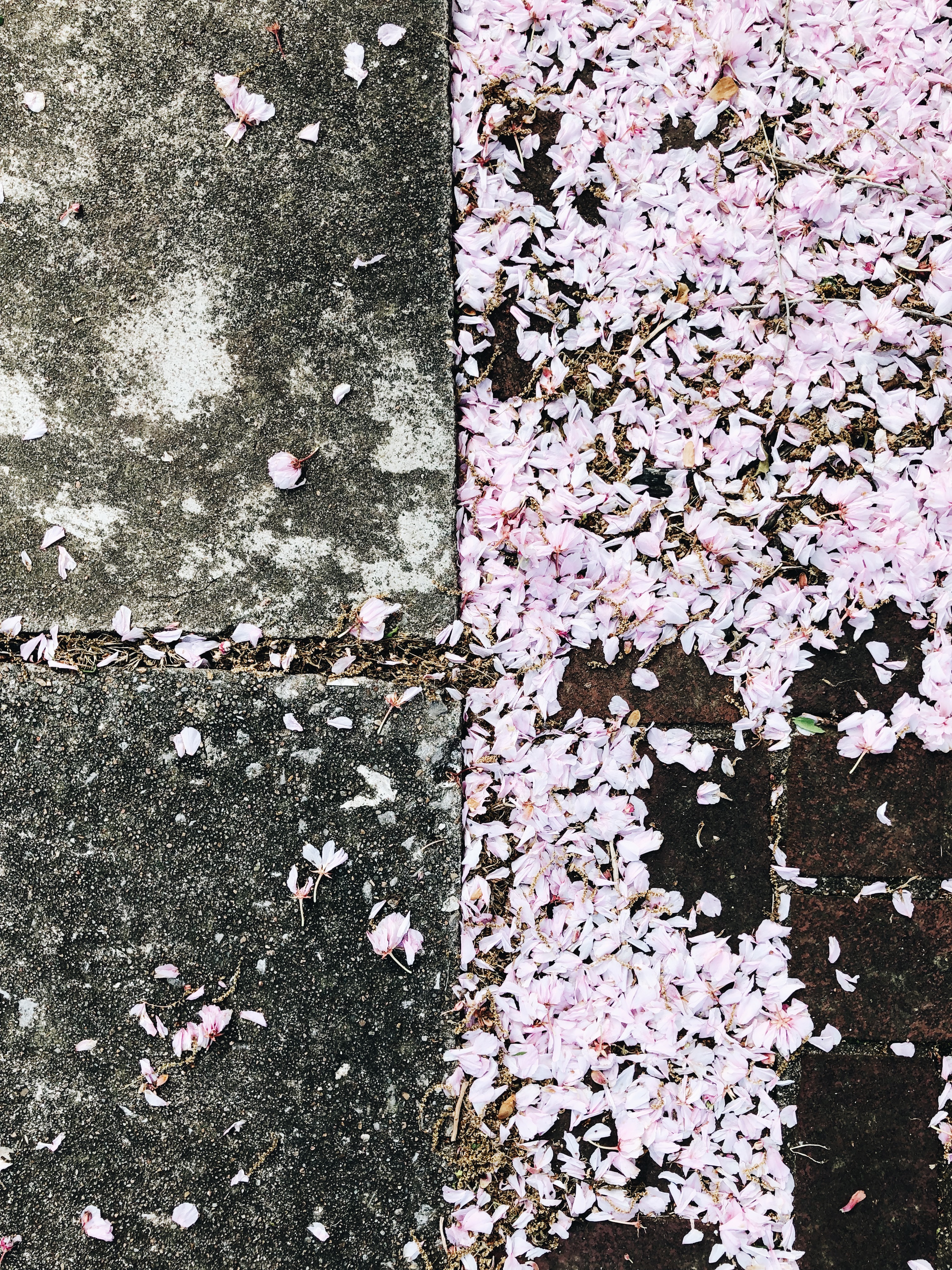 petals and concrete