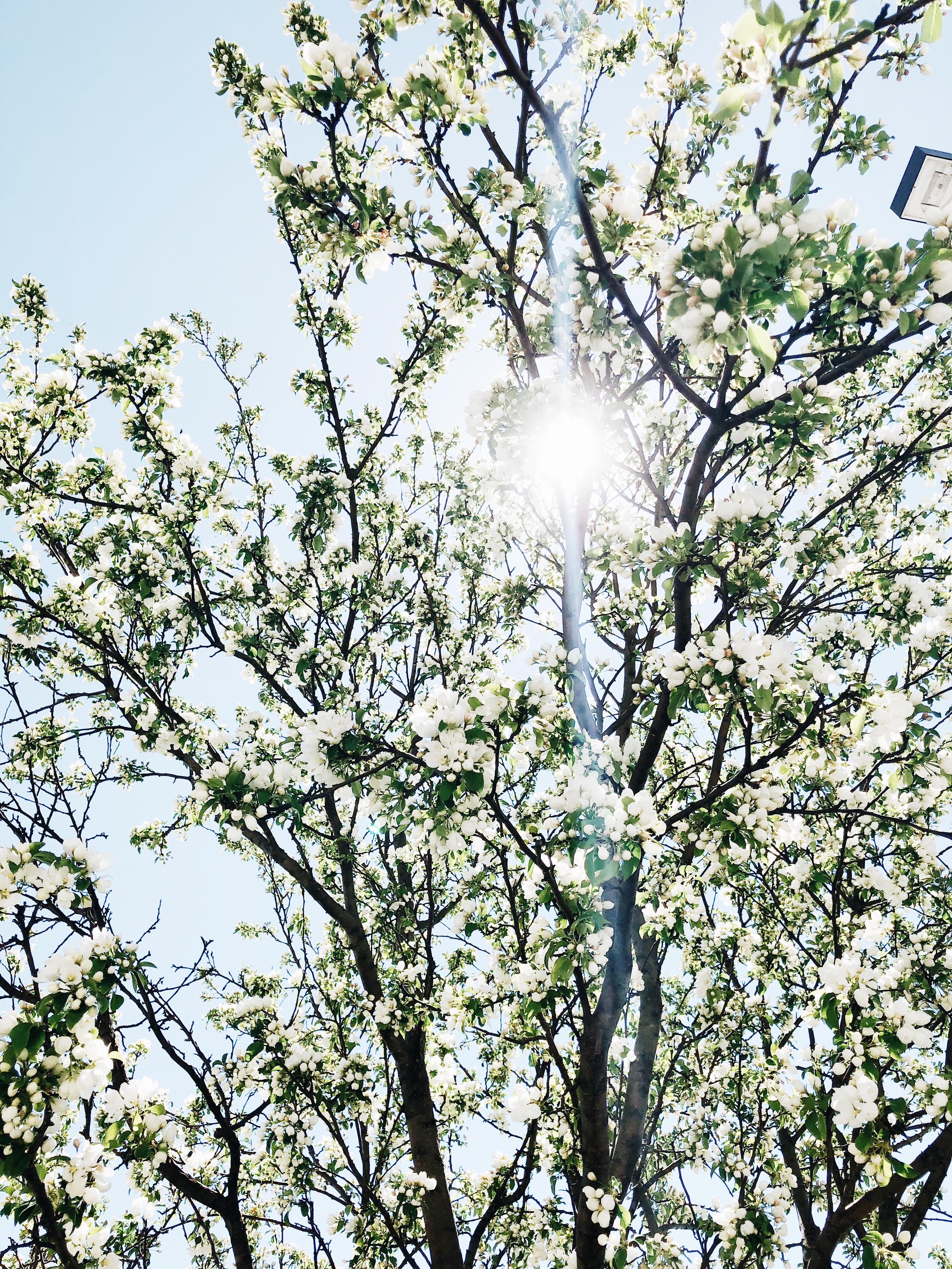 spring blooms