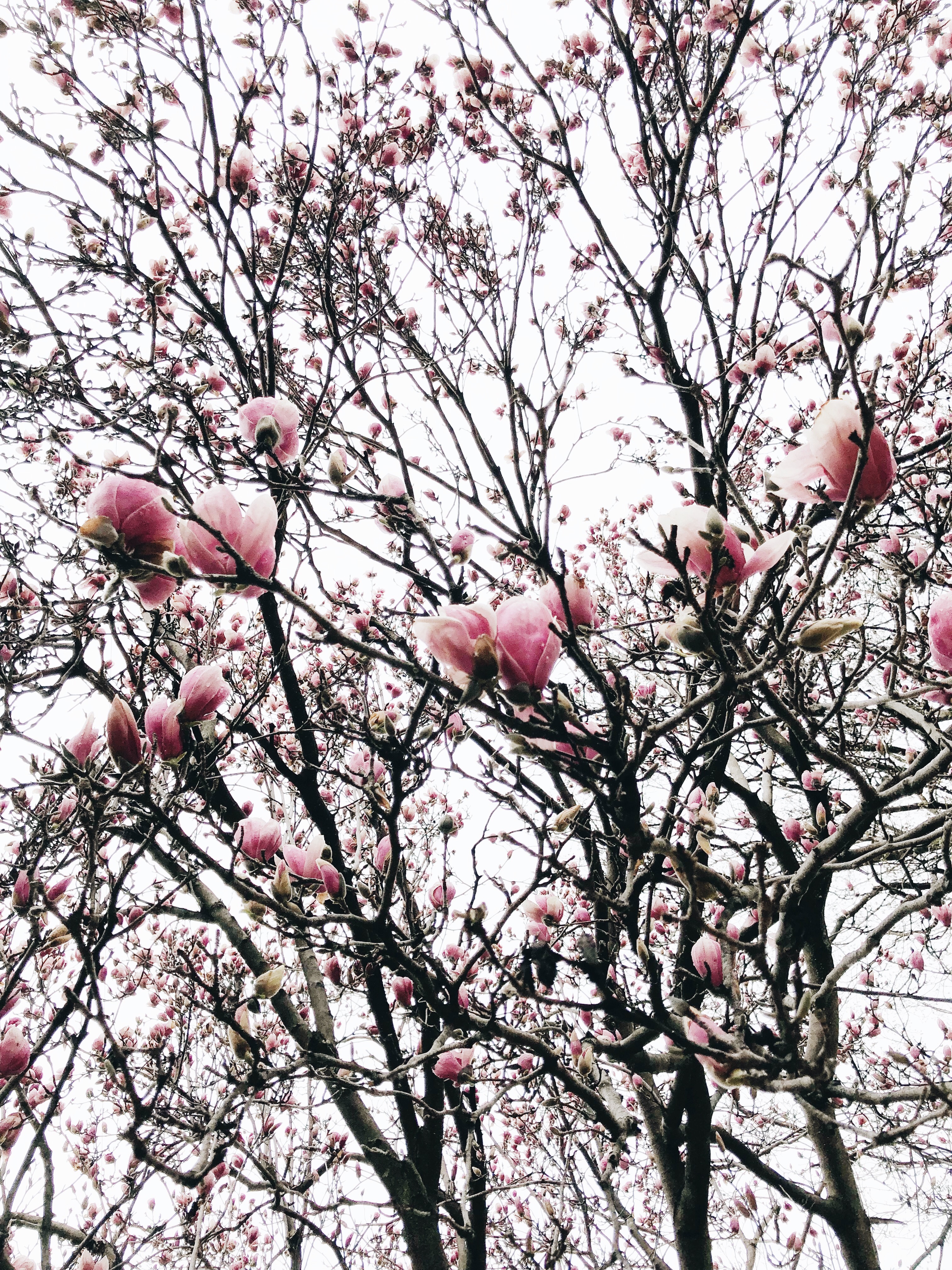 tulip trees