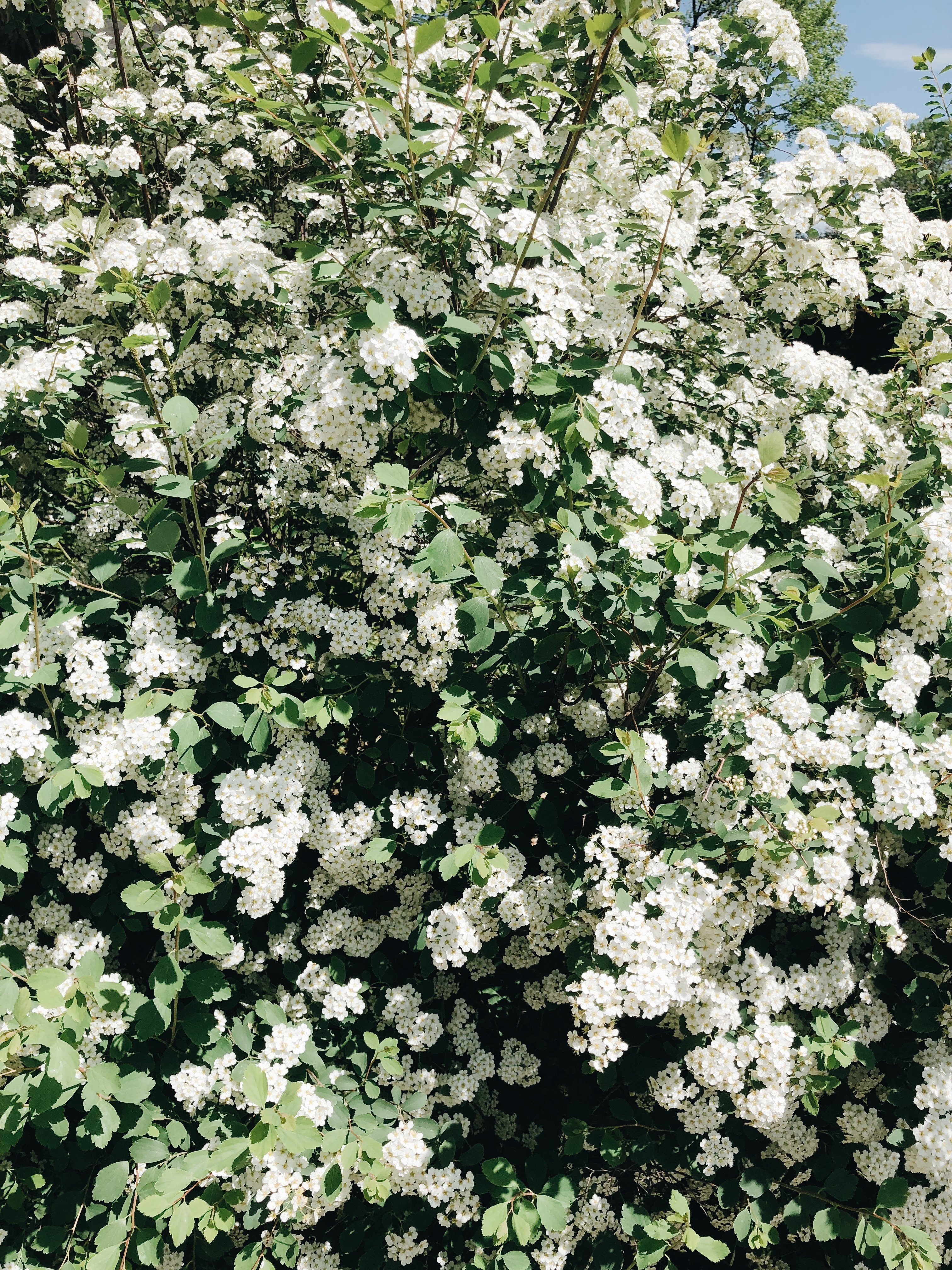 white flower bush