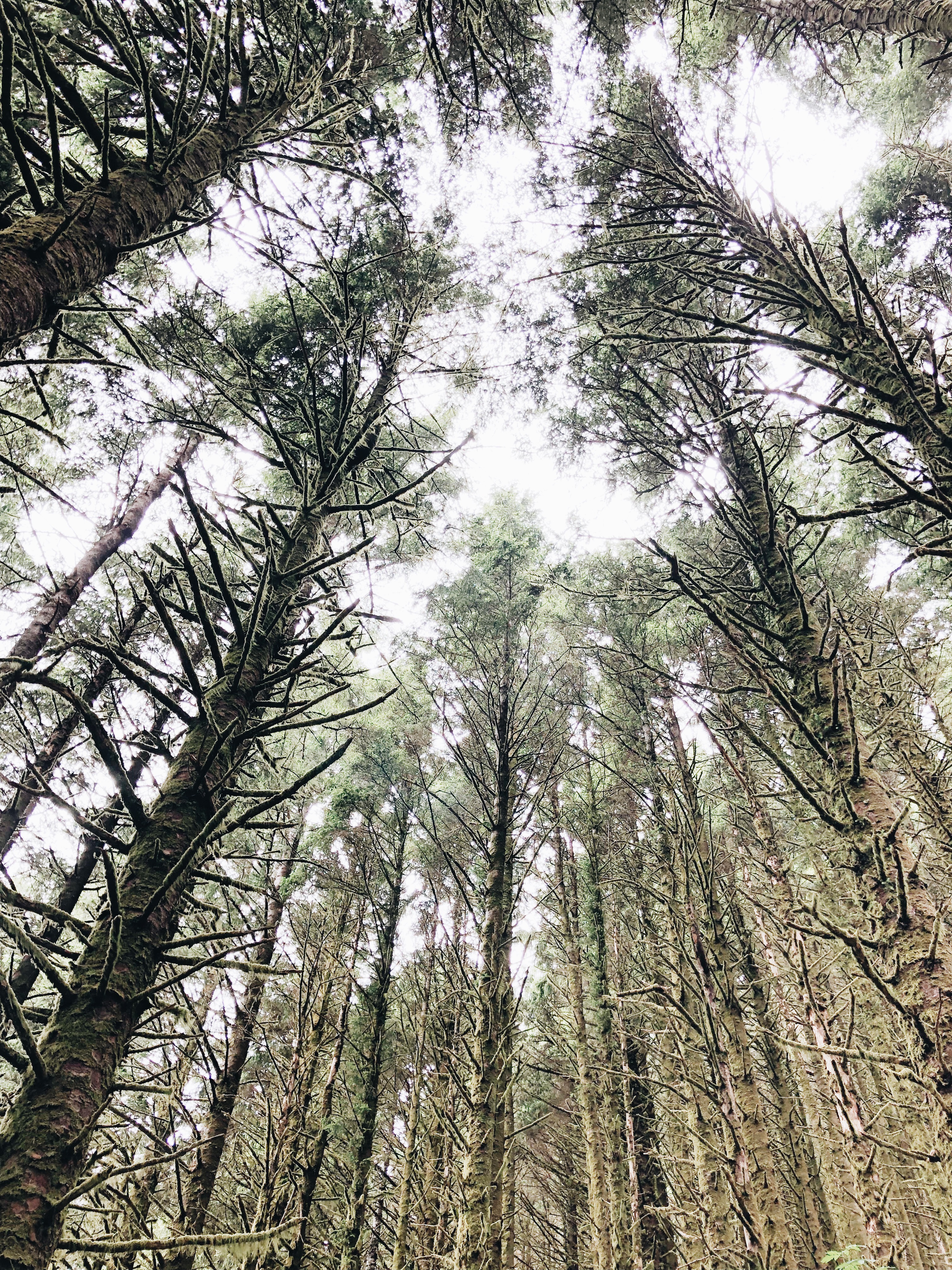 Oregon Coast / Bev Cooks