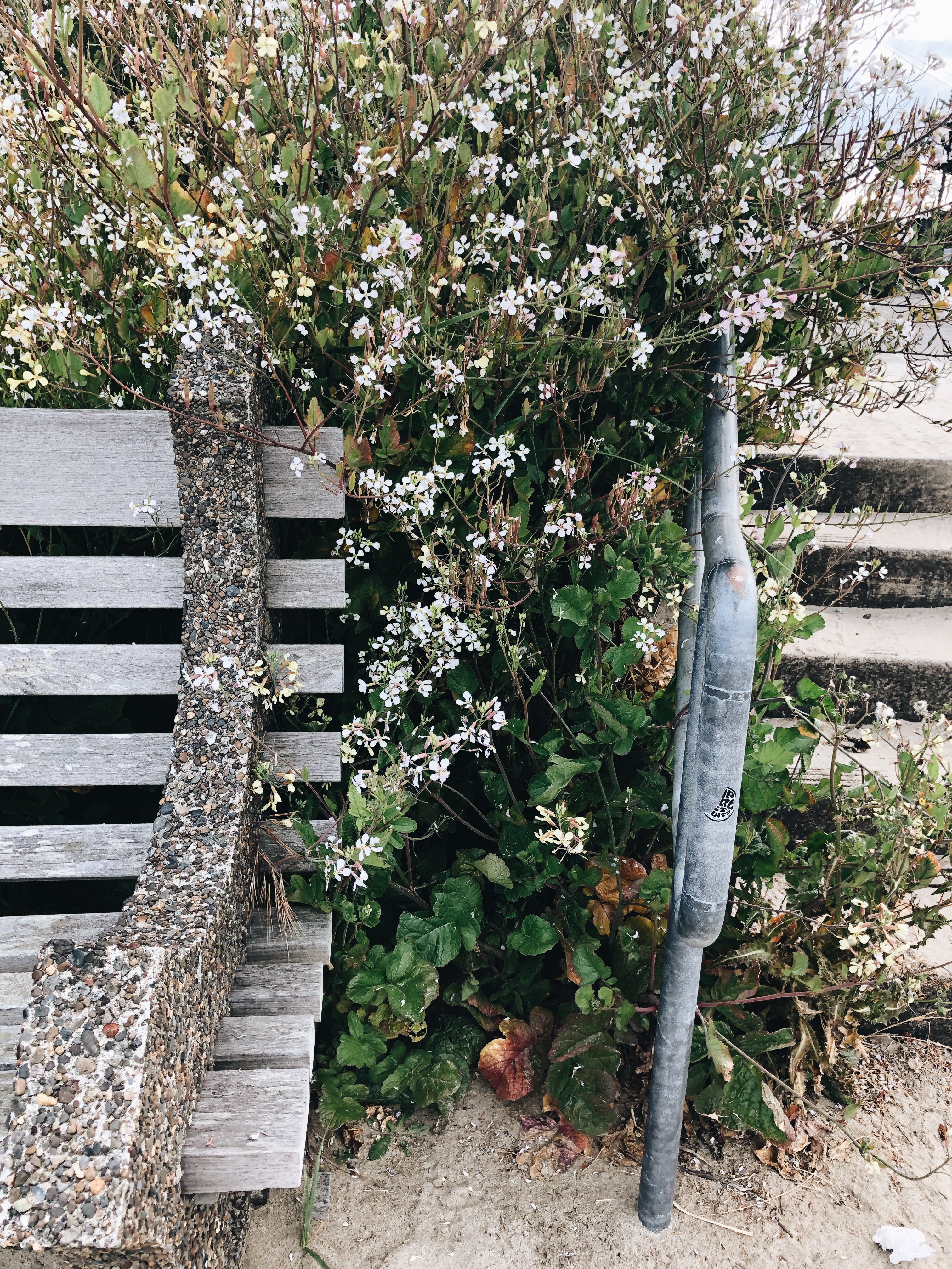 bench and flowers