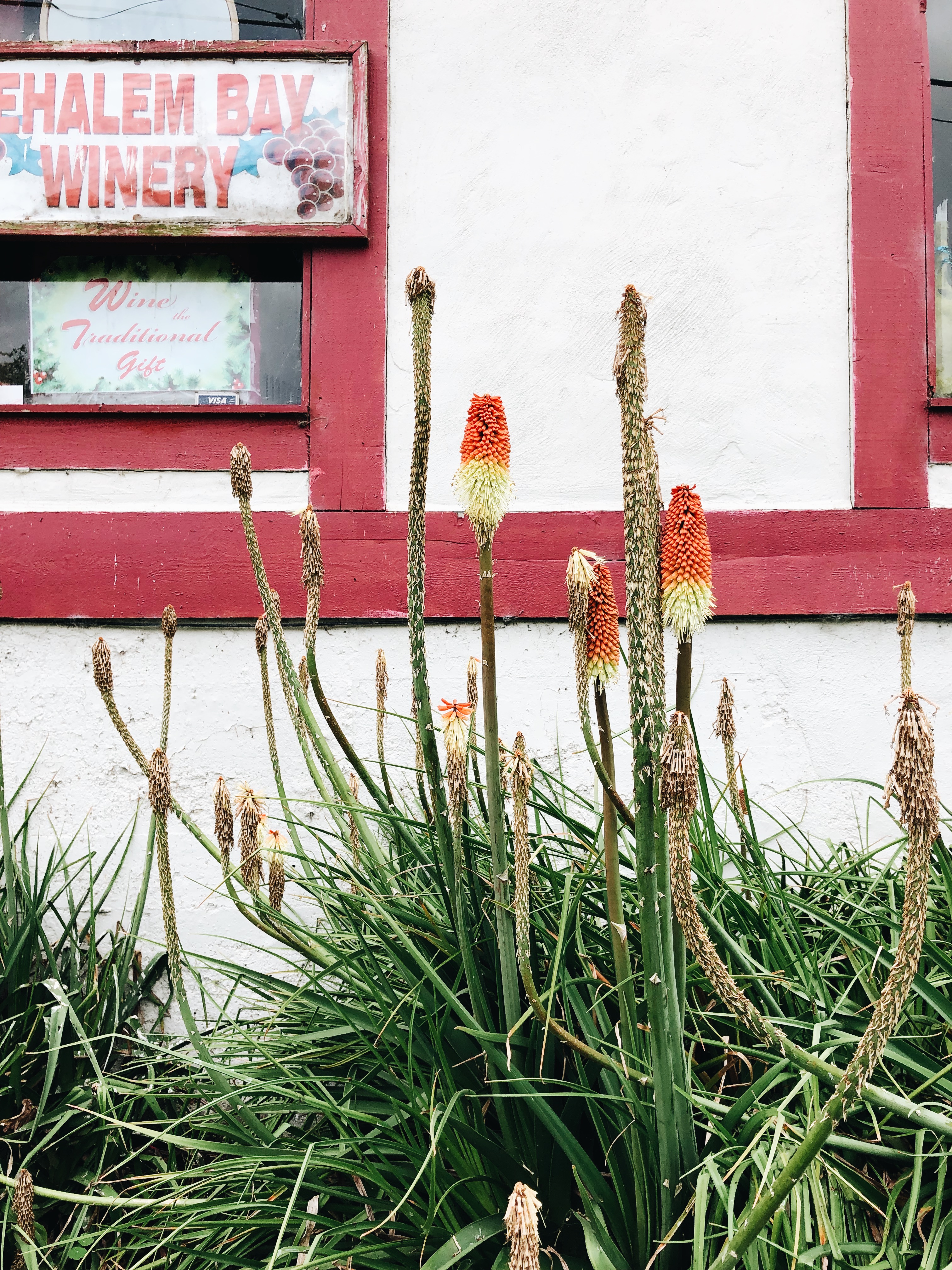 odd but beautiful plants