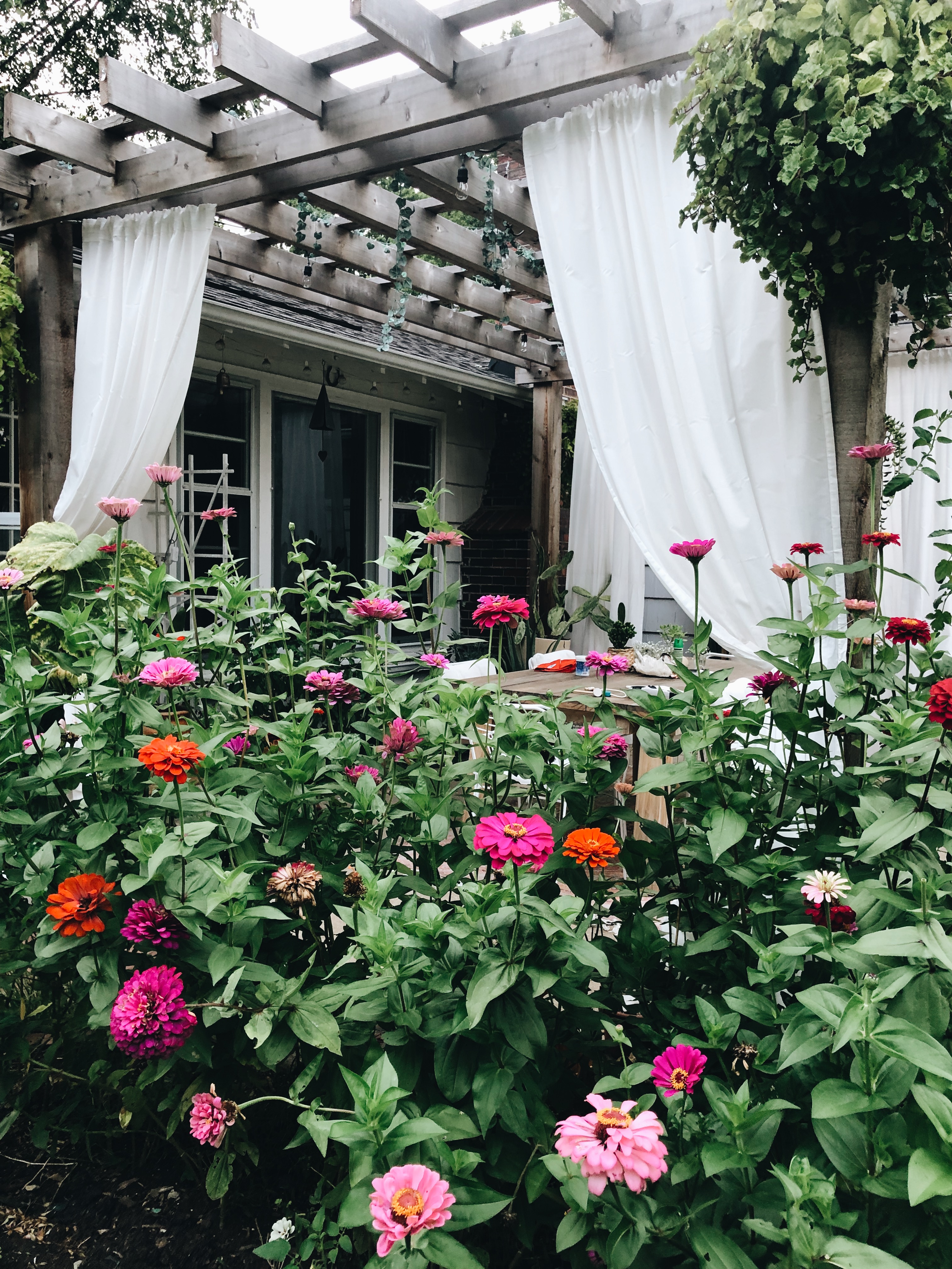 backyard zinnias 