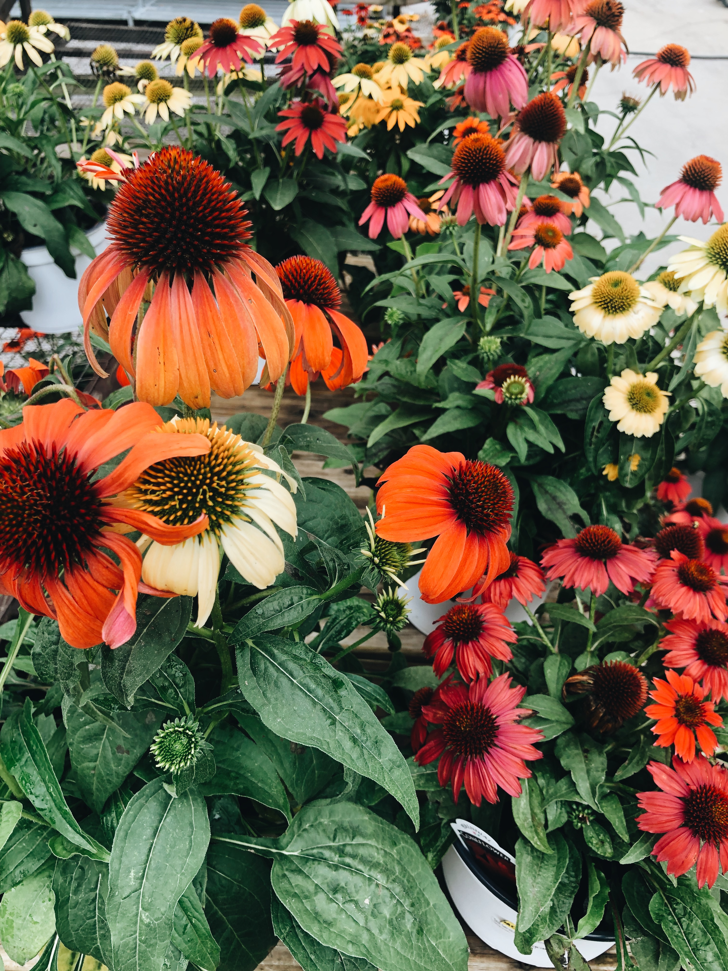 echinacea for days