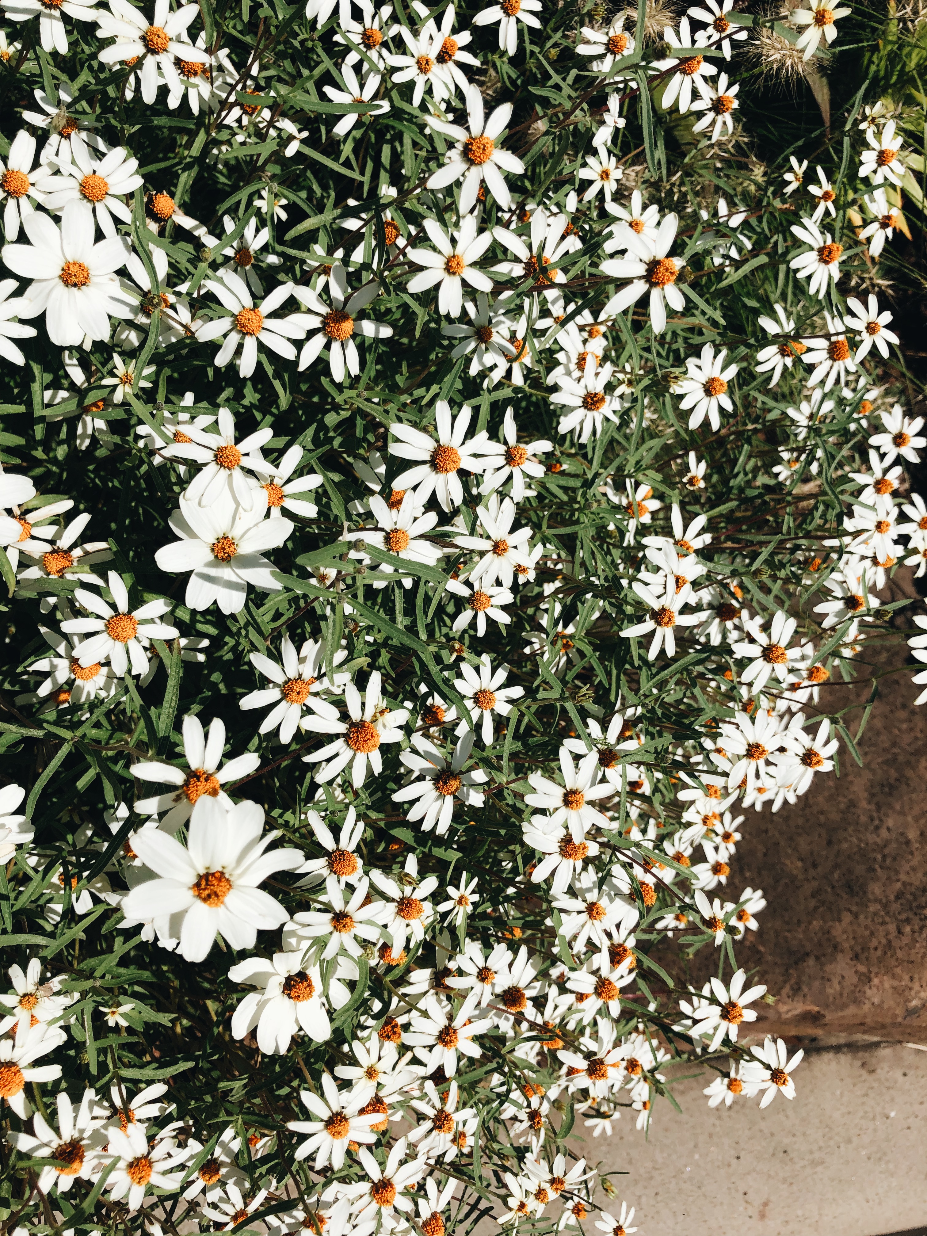 daisies