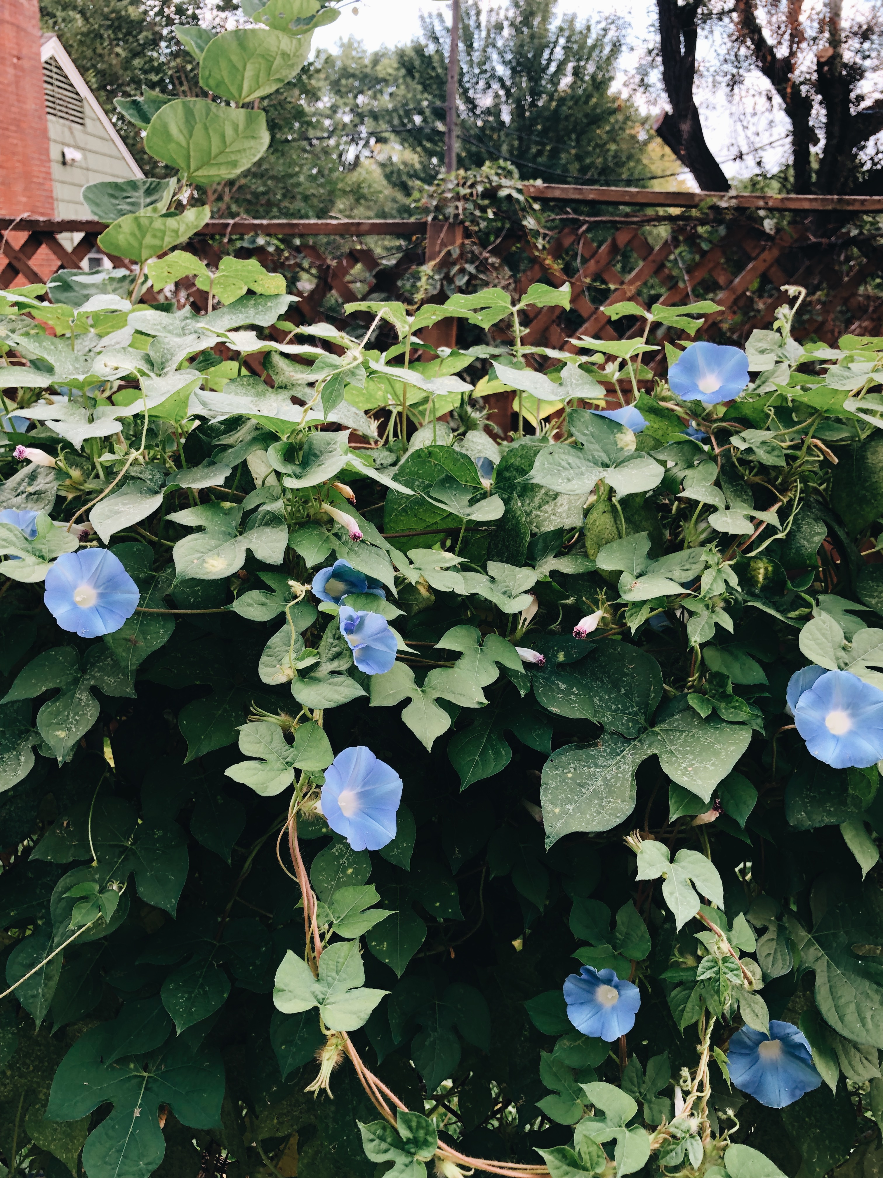 morning glories