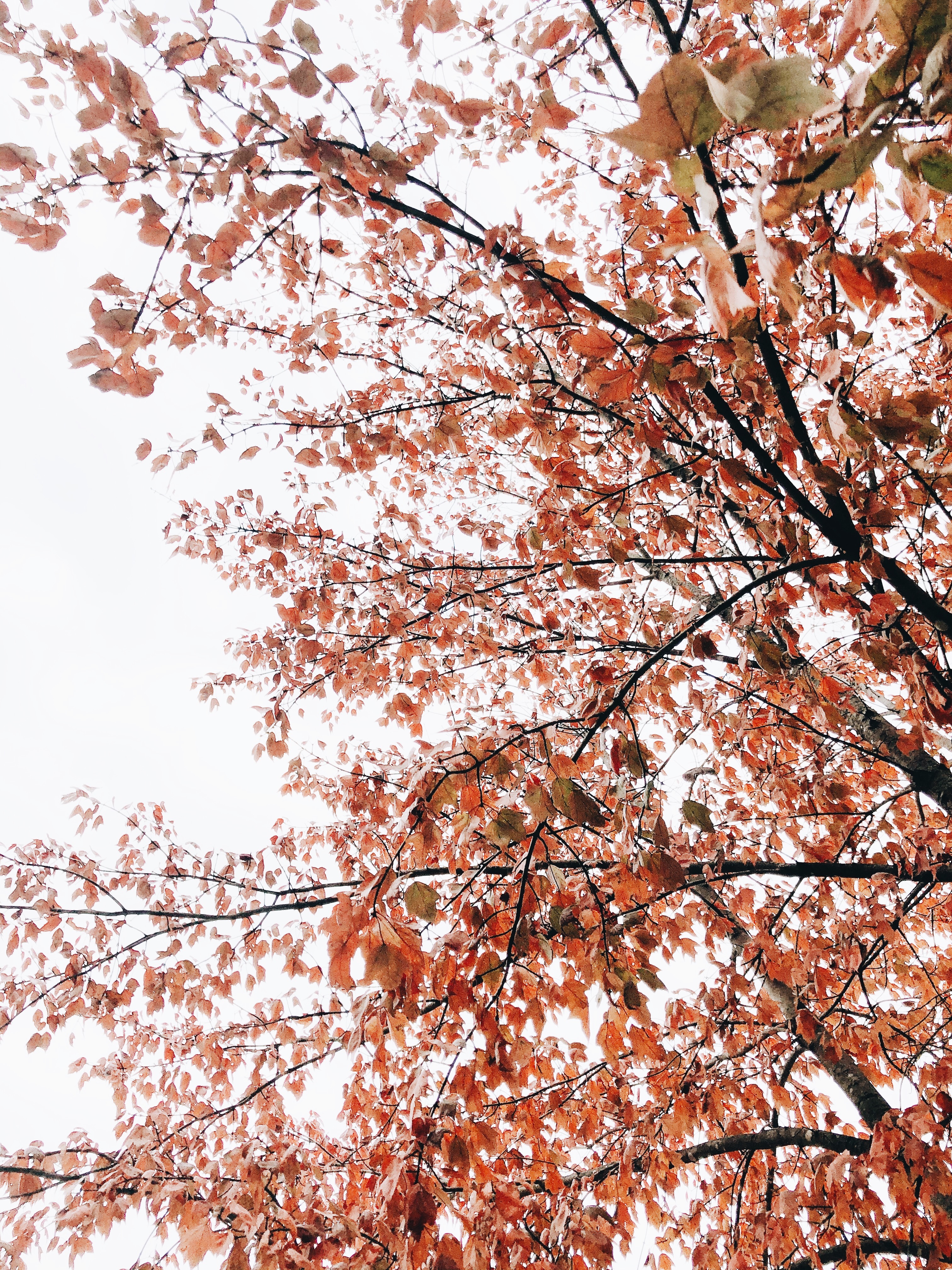 red tree