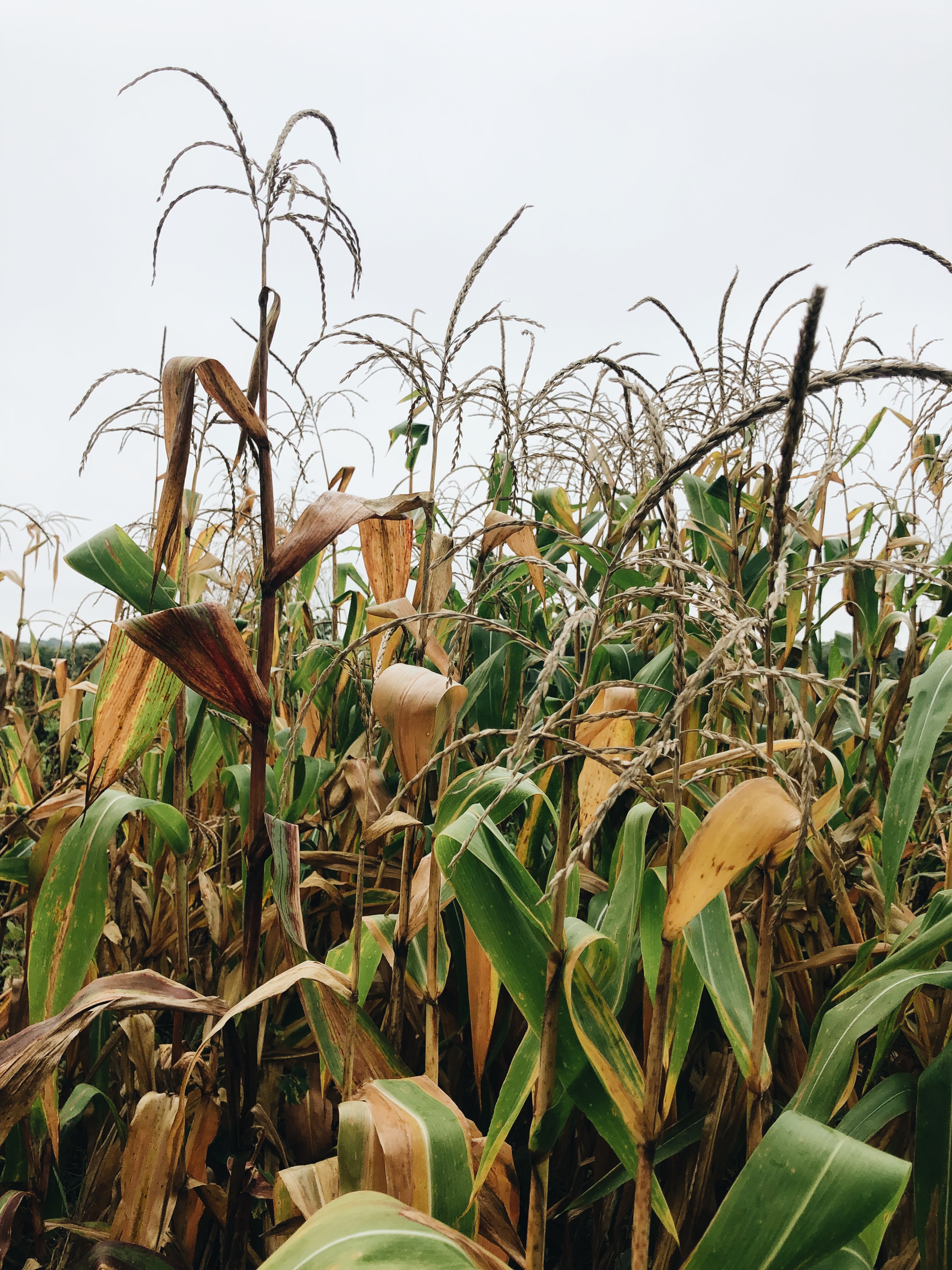 creepy corn field