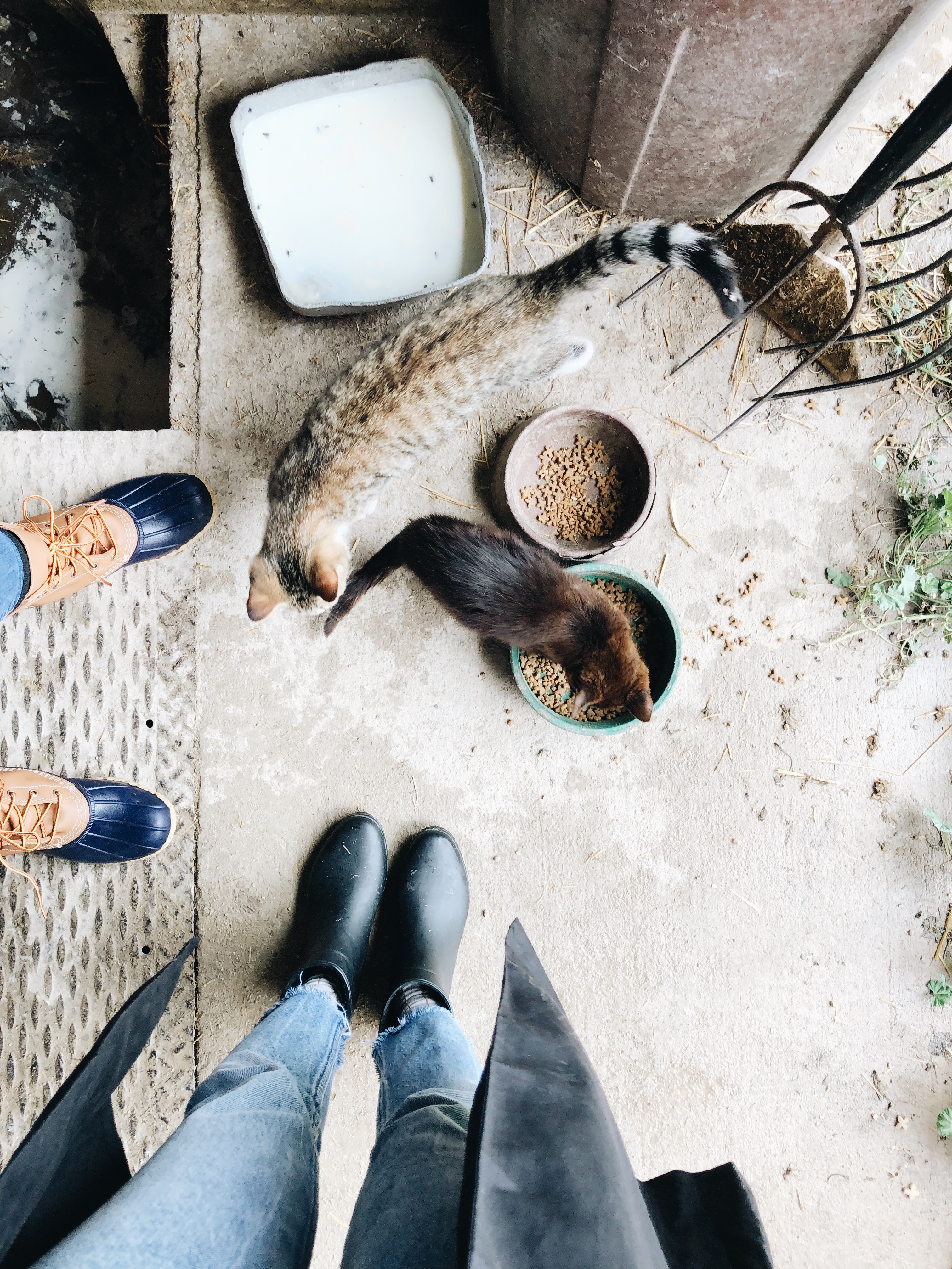 feet and kitties