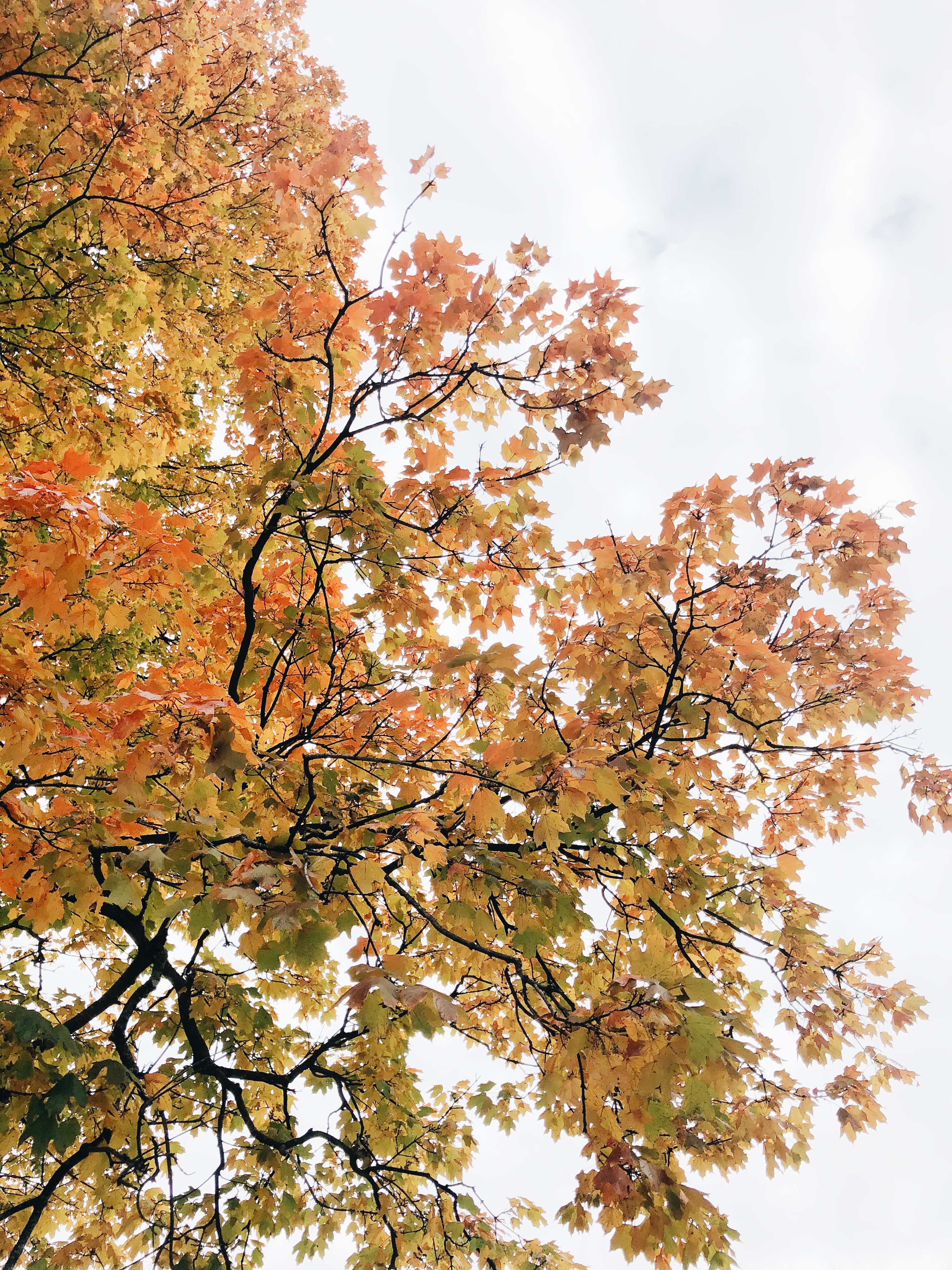 golden trees