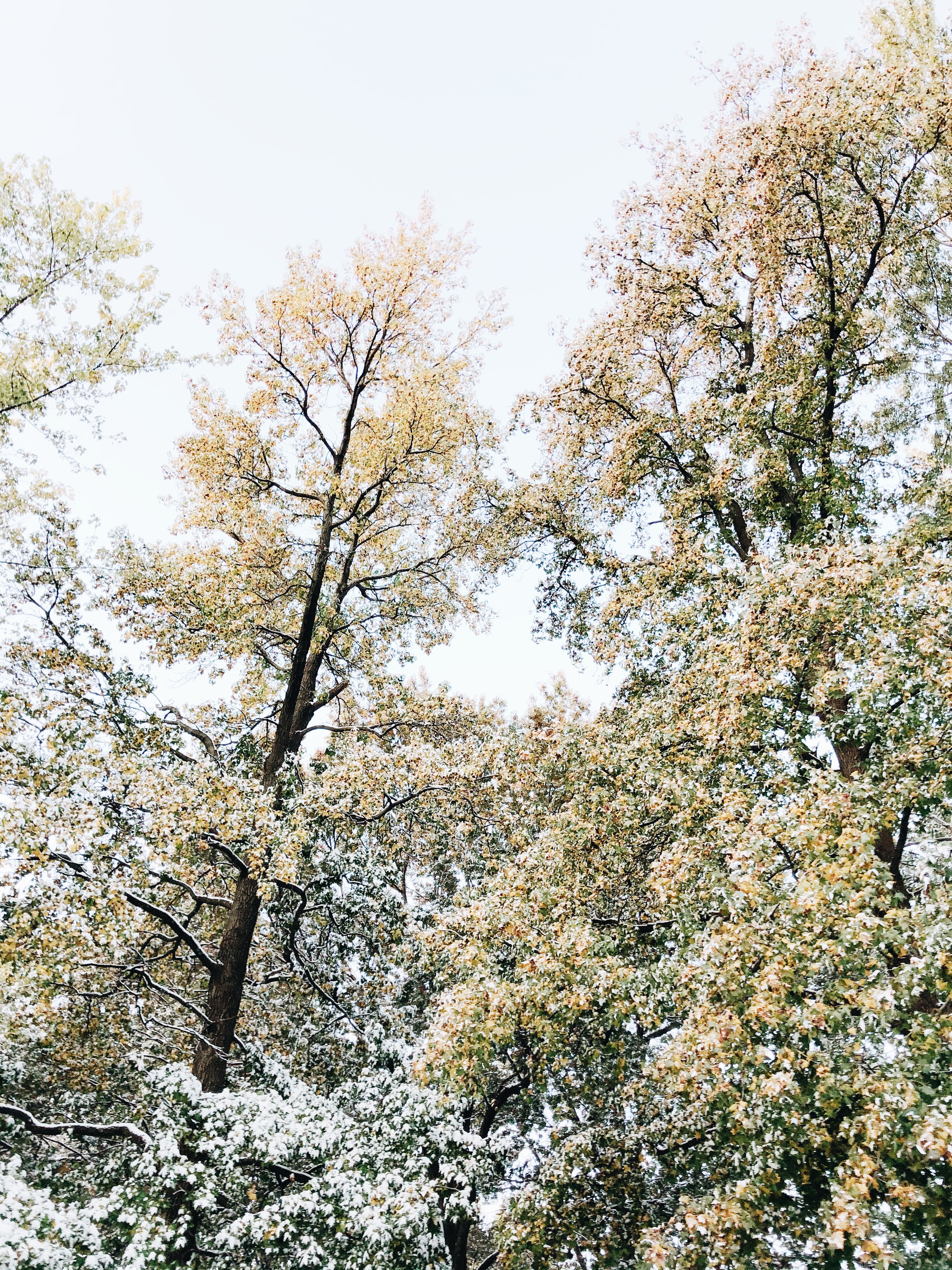 snowy trees / bev cooks