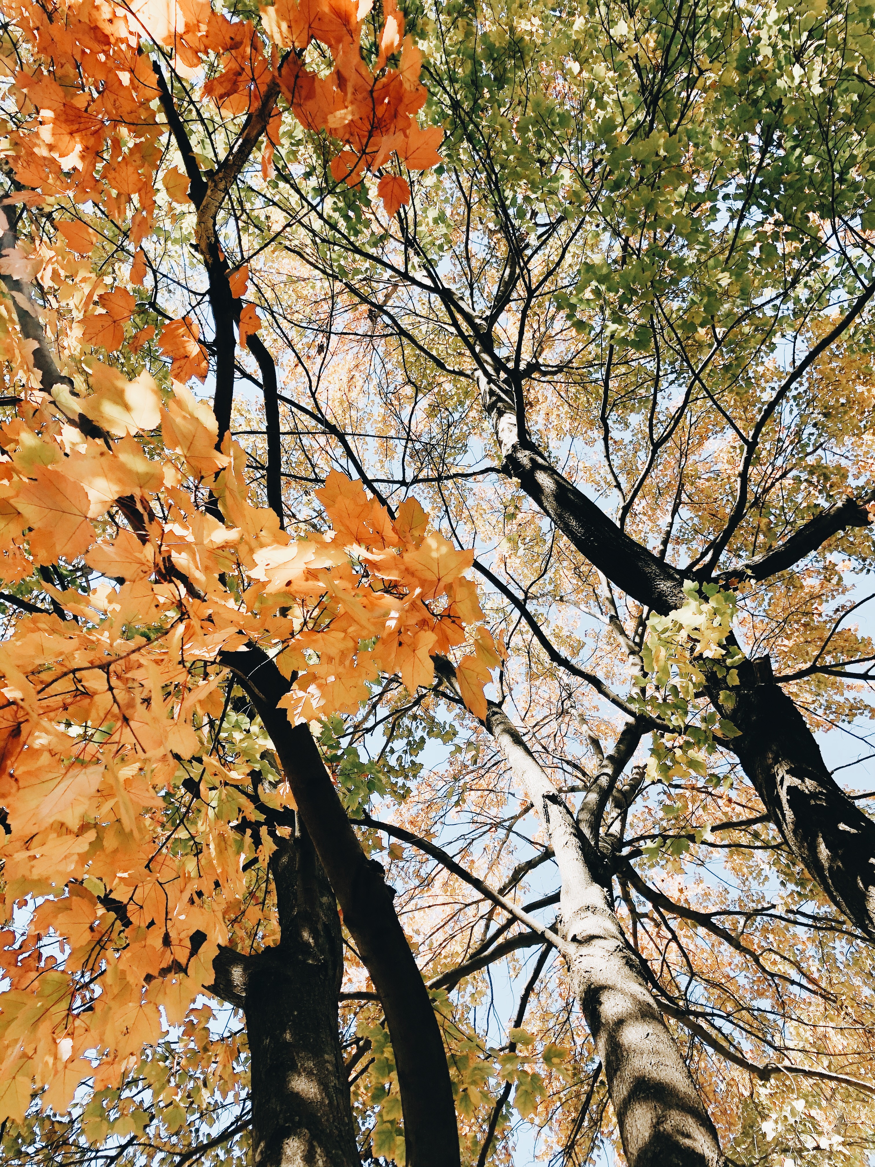 fall trees / bev cooks