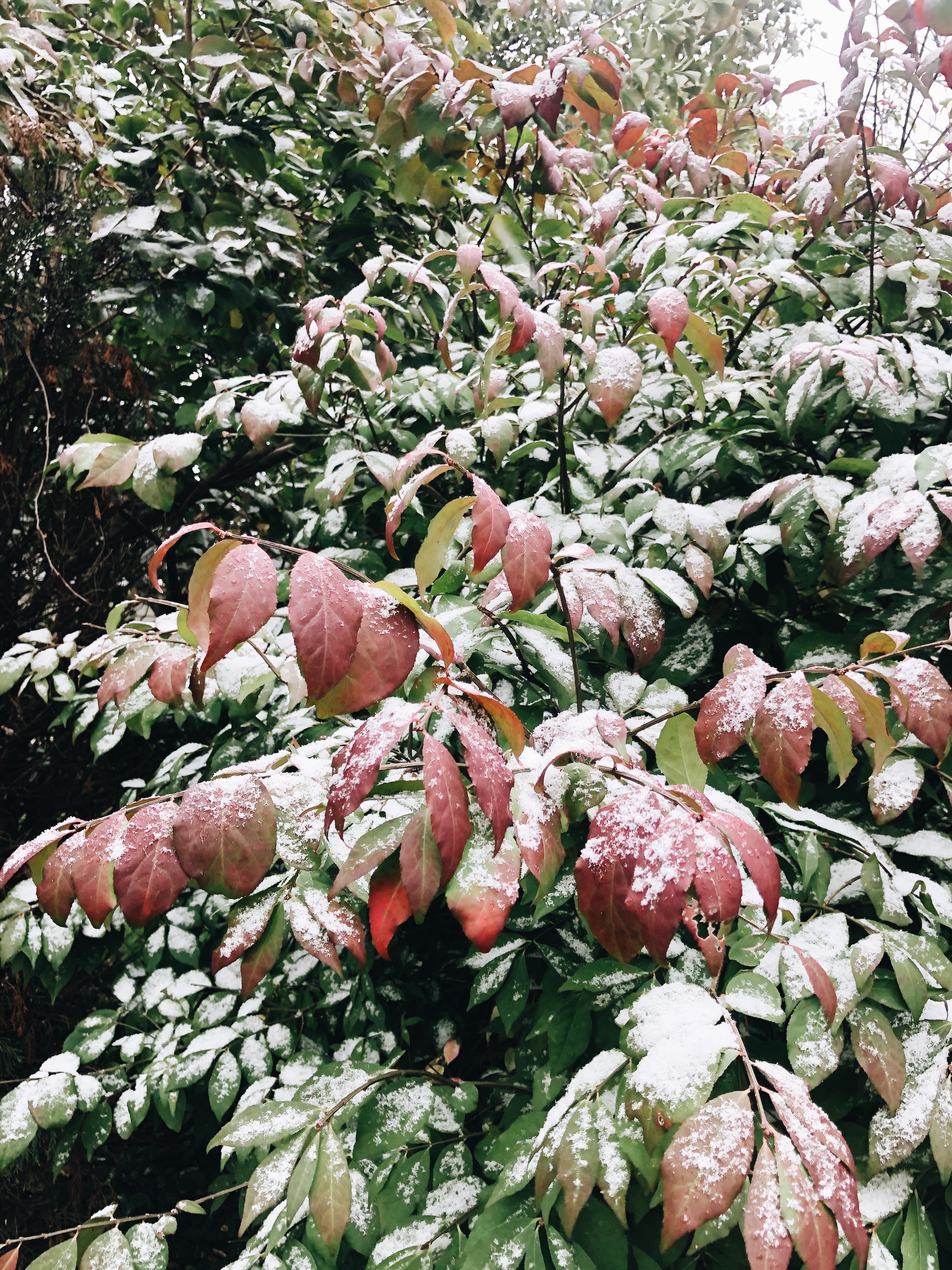 snowy leaves / bev cooks